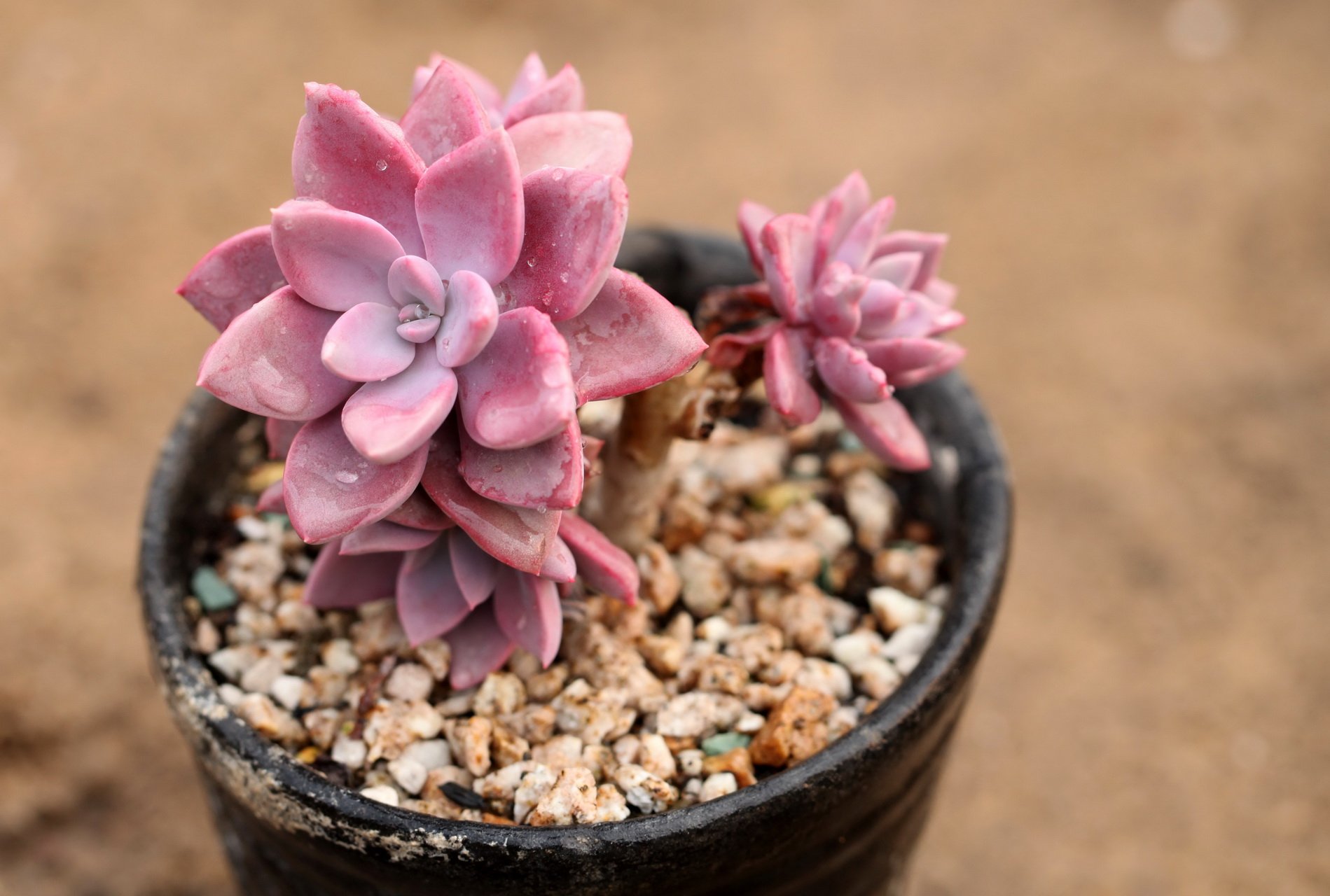 小清新,温暖,干净,安静,唯美,静物,物语,时光,多肉,植物,可爱