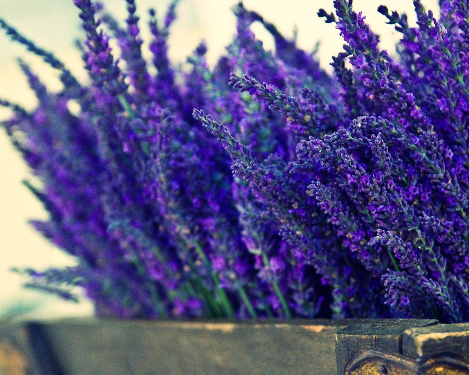 小清新,唯美,薰衣草,风景,植物,等待爱情,紫色