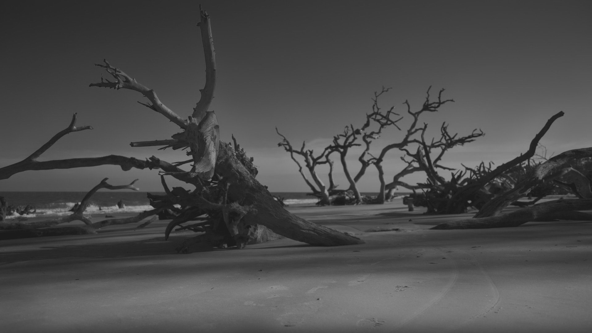 小清新,唯美,干枯,生命,坚强,顽强