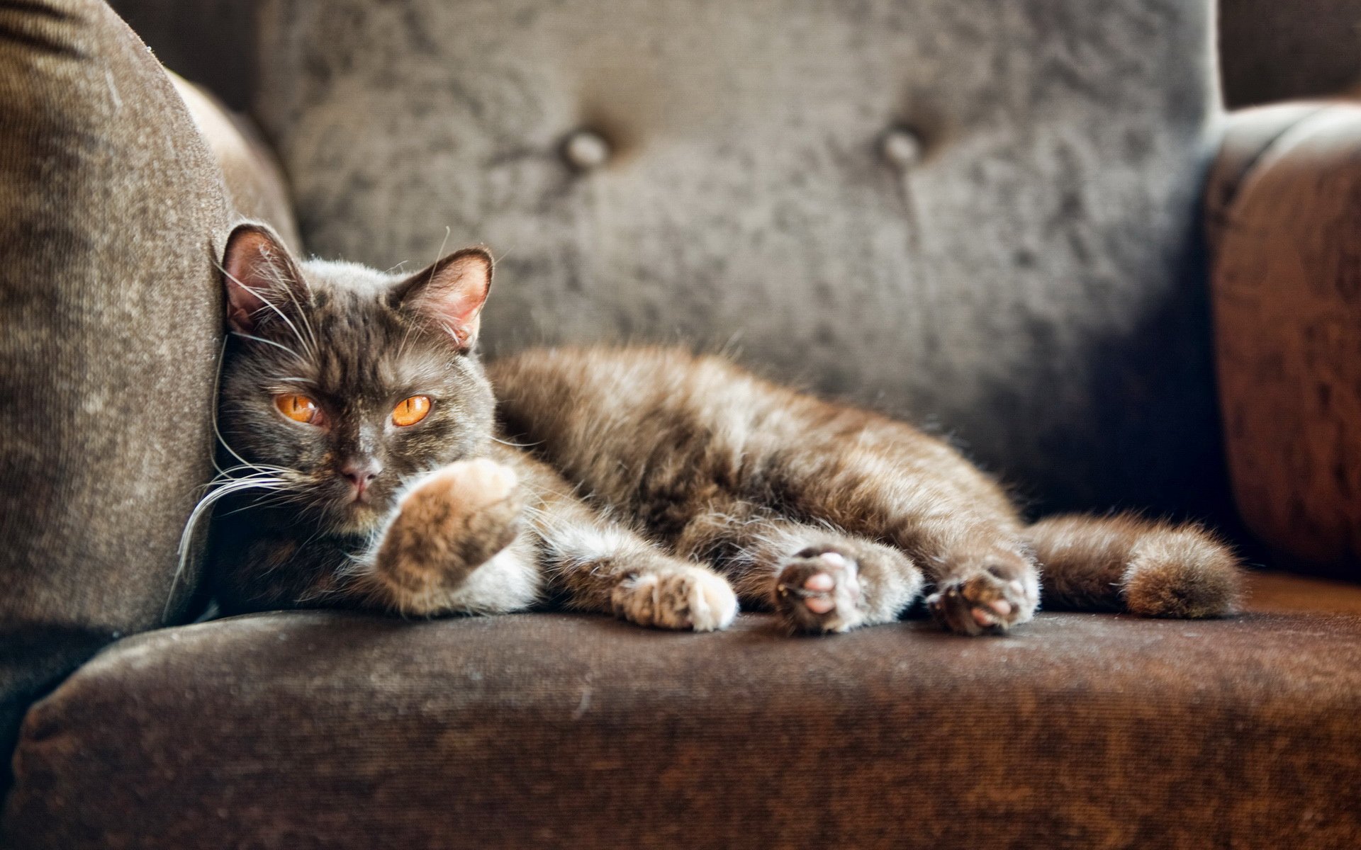 喵星人,萌宠,宠物,猫