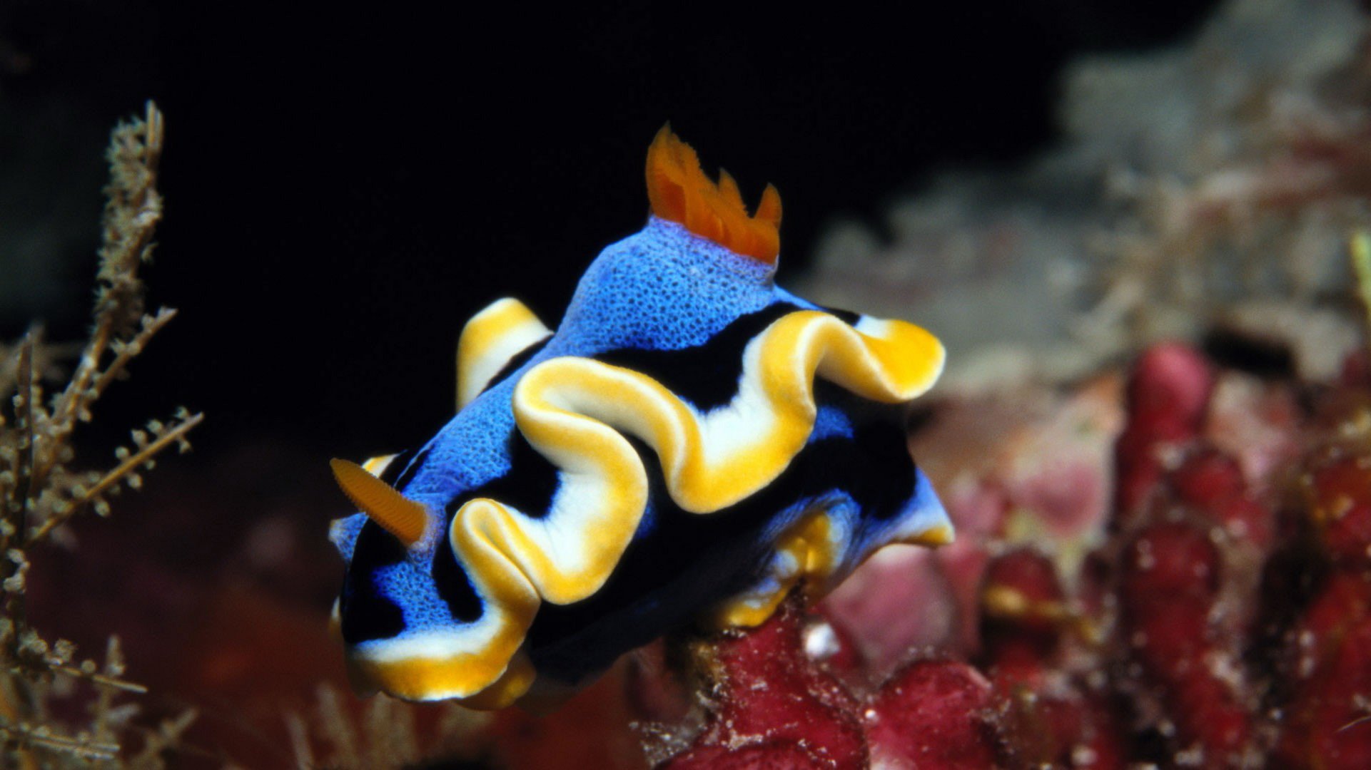 动物,海底世界,海洋生物