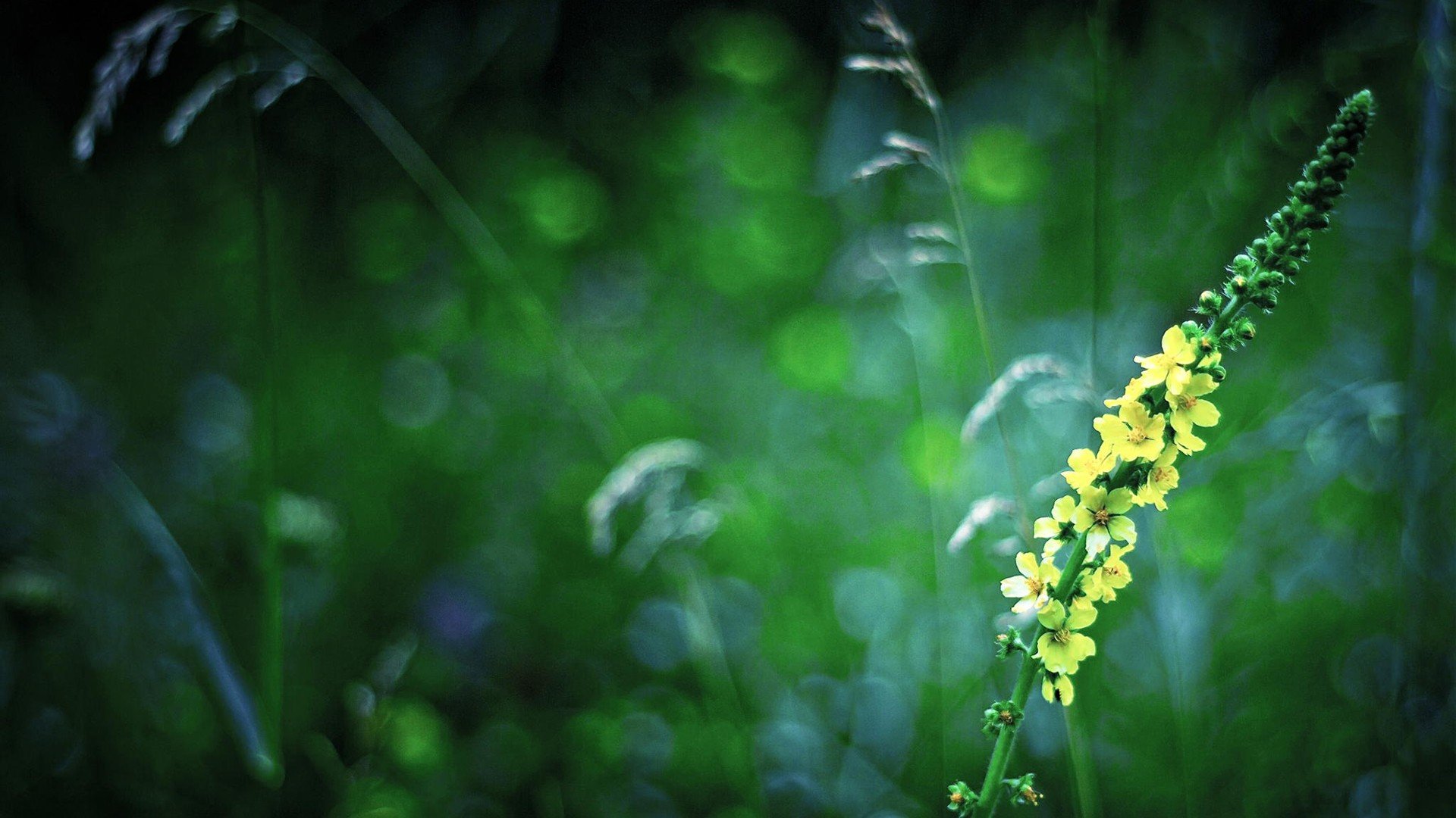 风景,自然风光,意境植物,绿色养眼,清新,叶子