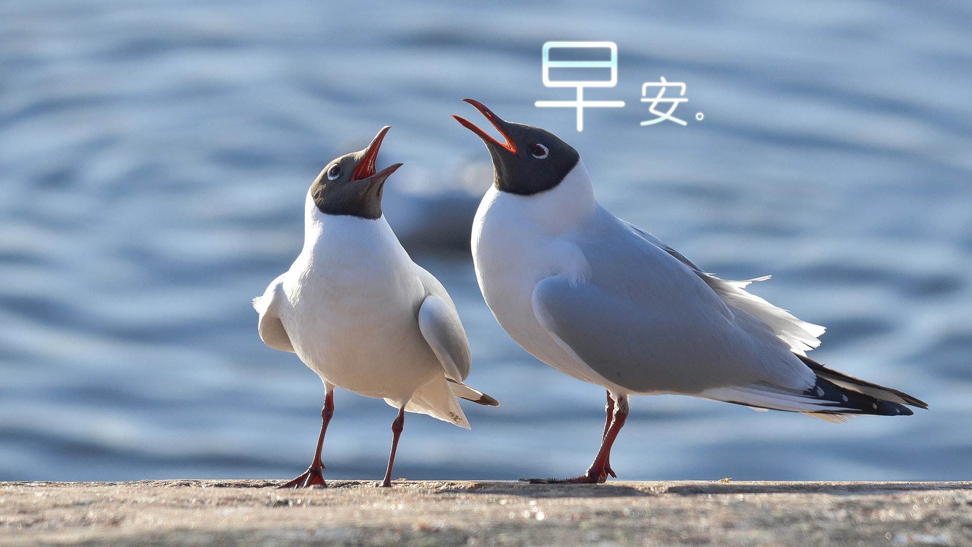 小清新,唯美,早安,温暖,温馨,幸福,鸟儿