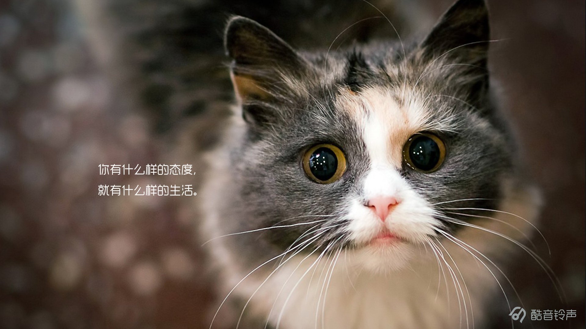 喵星人,萌宠,宠物,猫