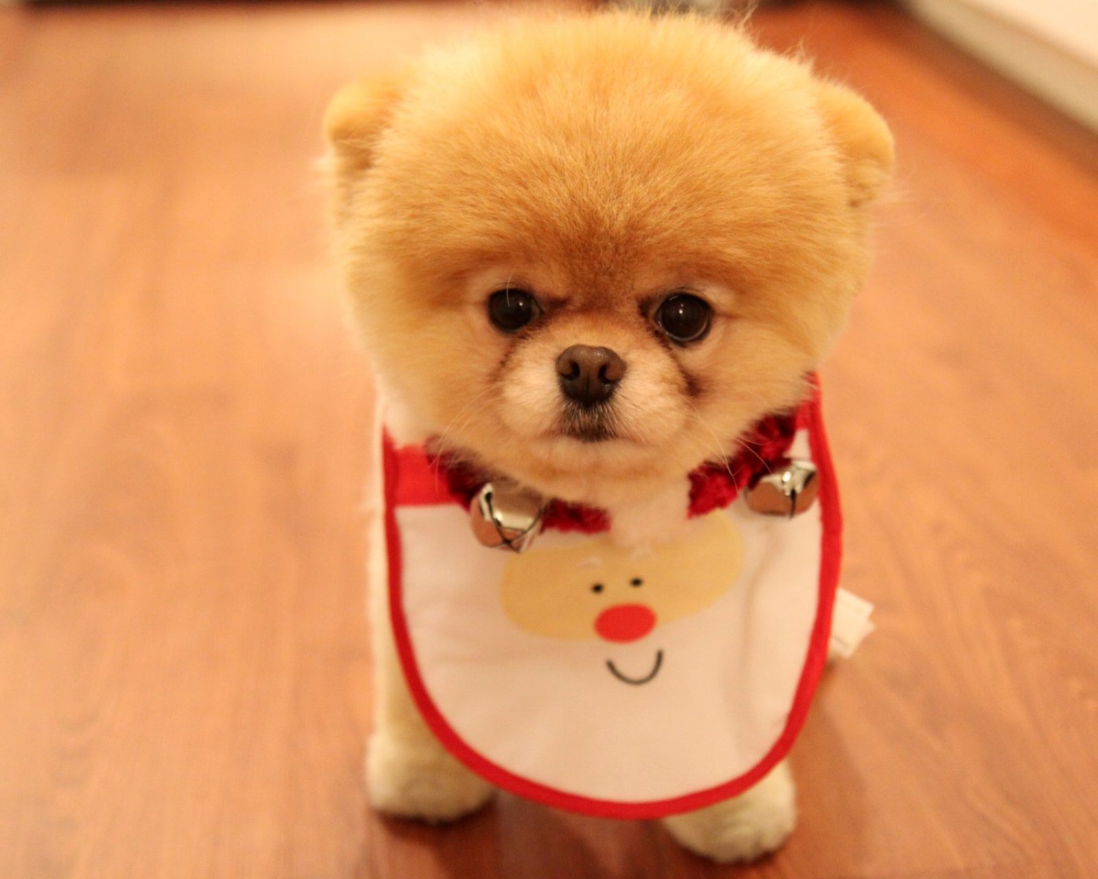 萌宠,动物,可爱,卖萌,俊杰,汪星人,狗