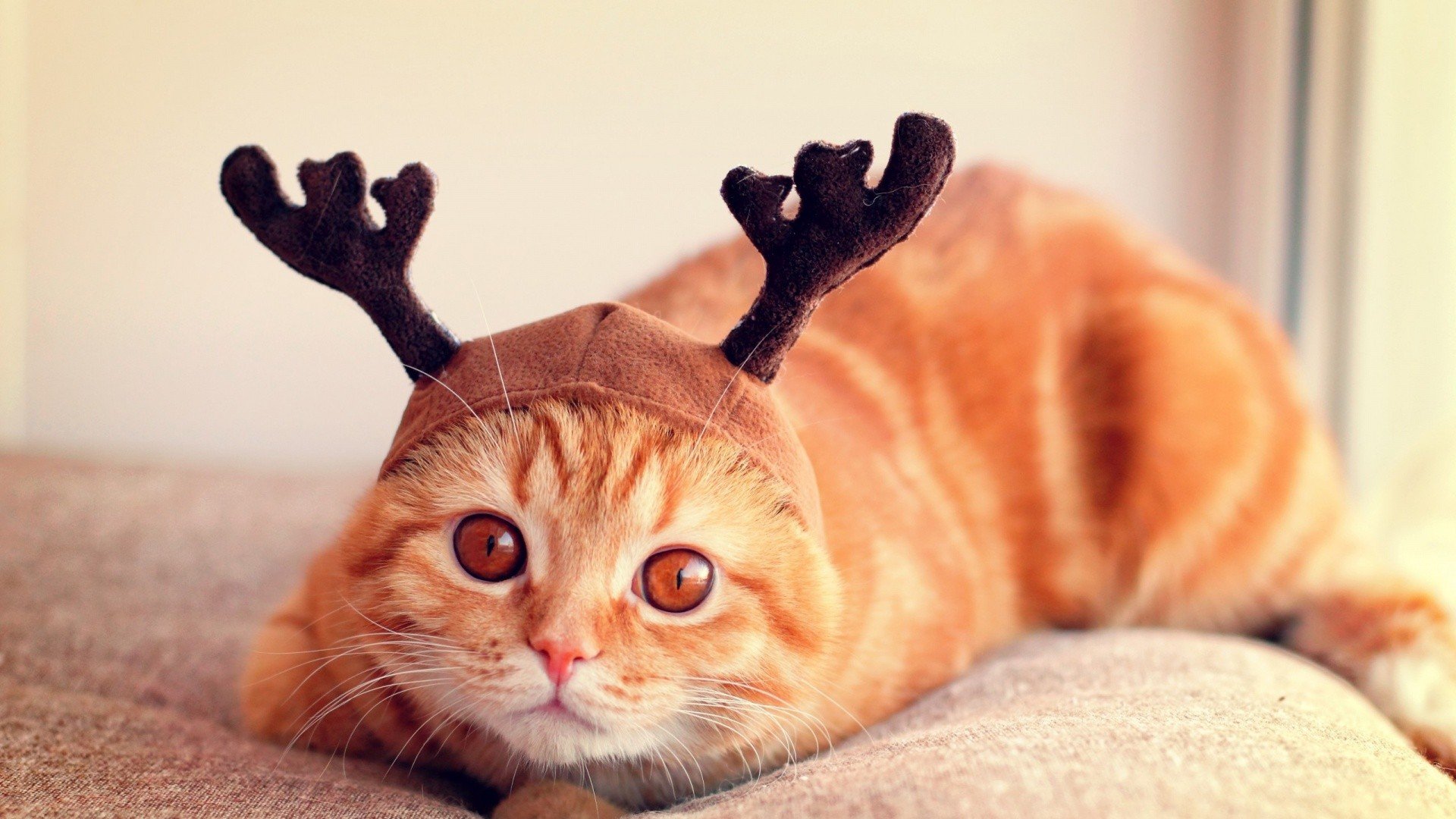 萌宠,动物,可爱,卖萌,猫咪,喵星人