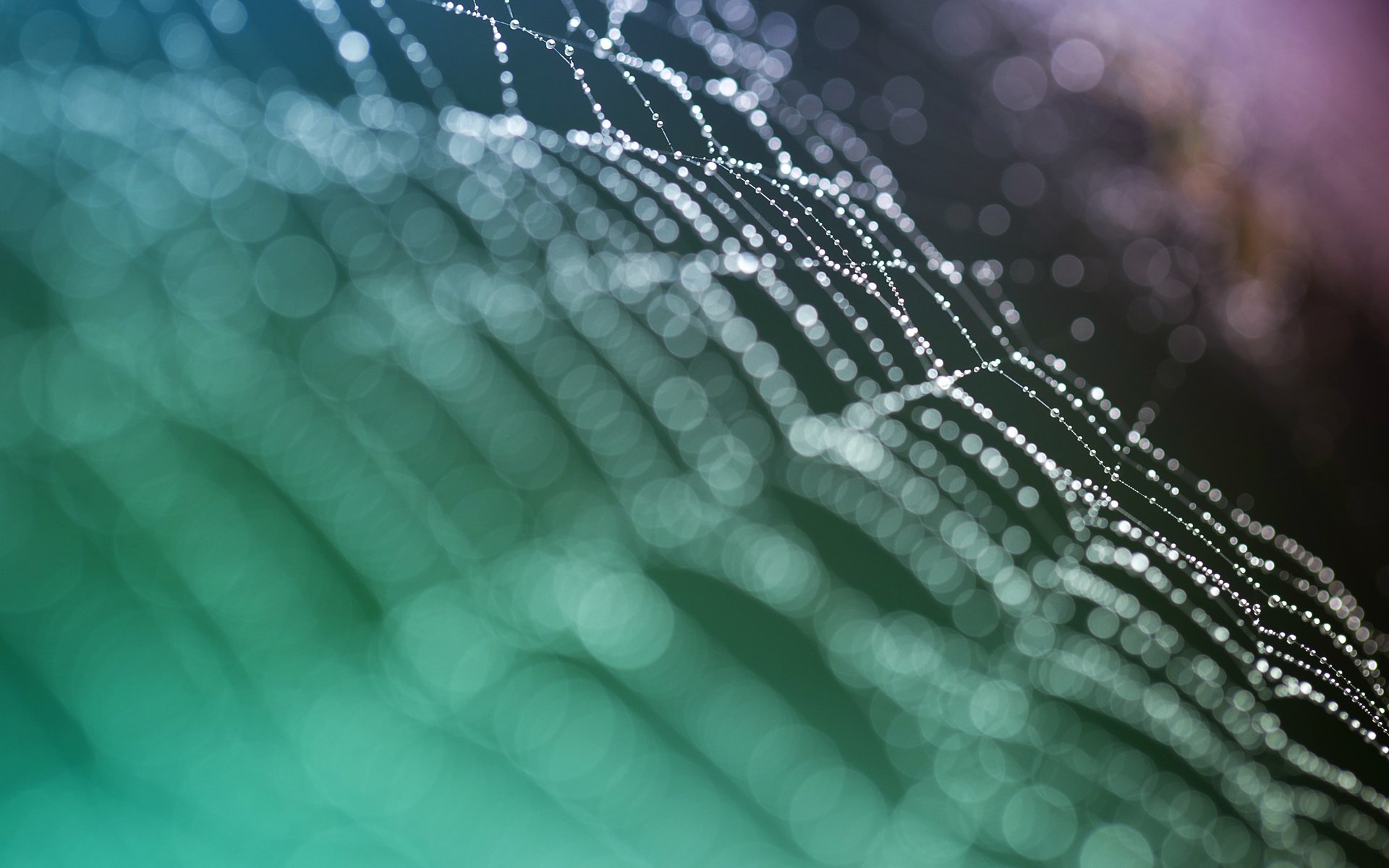 风景,自然风光,夏季,蛛丝,网,蛛网