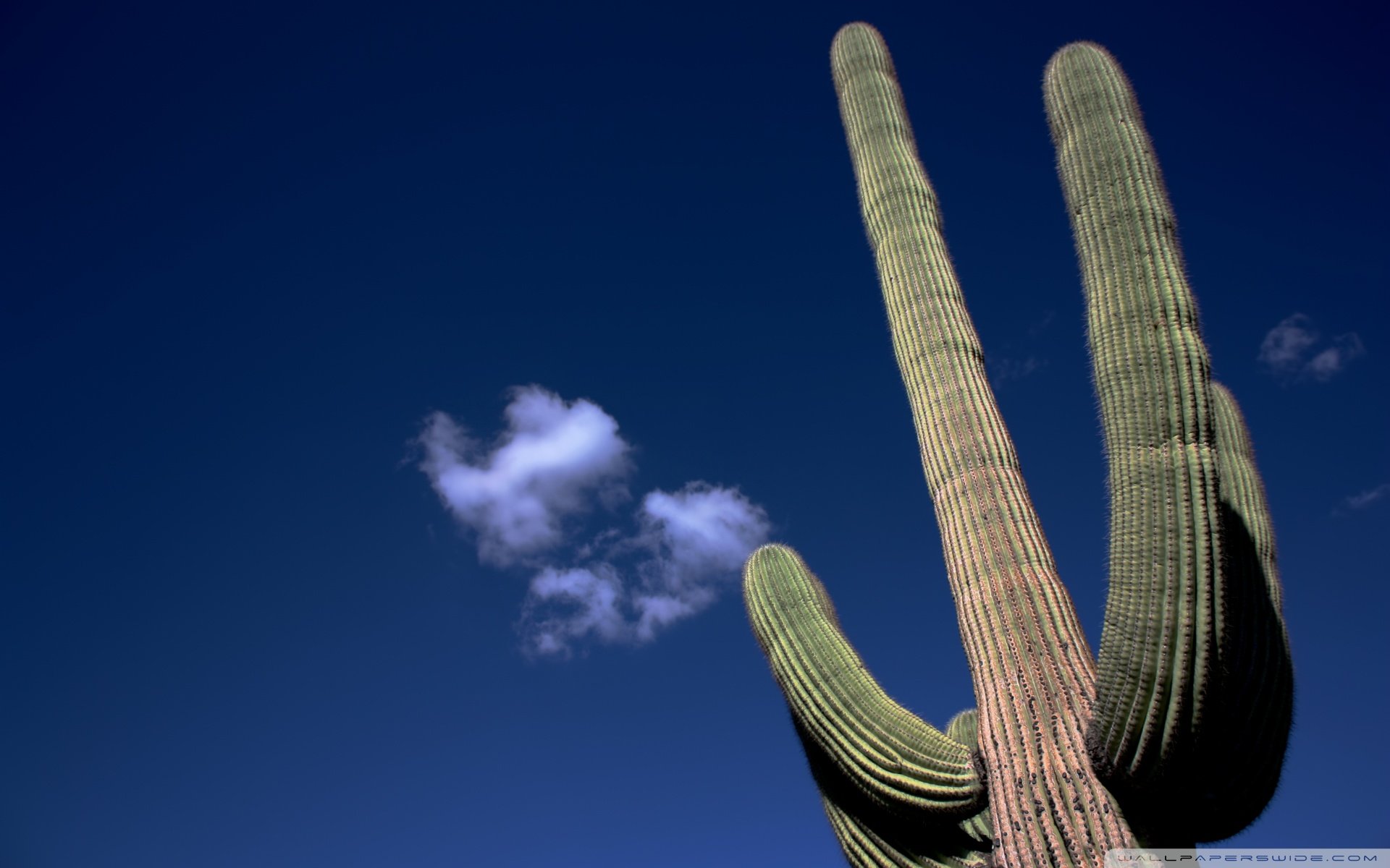 小清新,唯美,干枯,生命,坚强,顽强