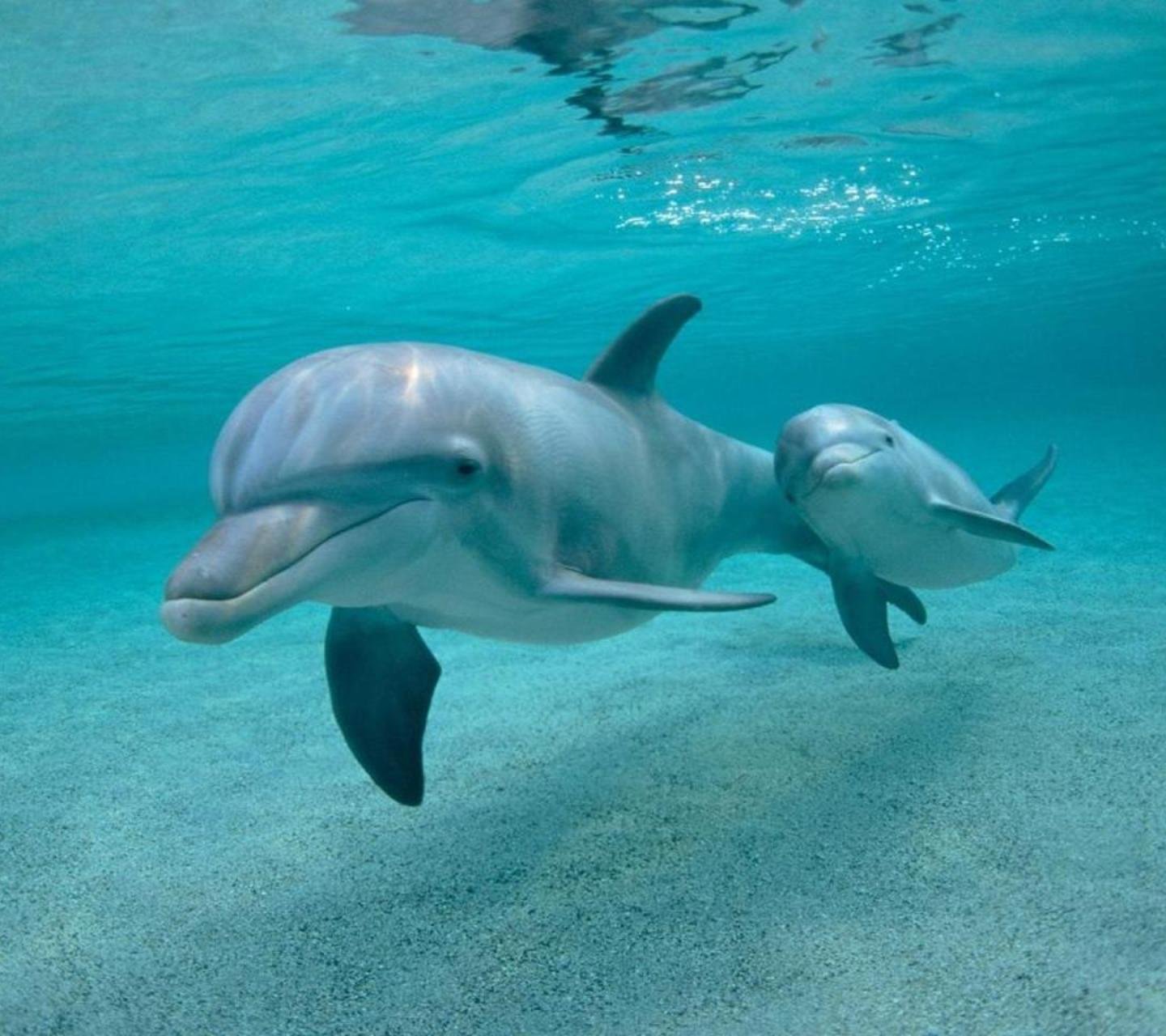 萌宠,动物,可爱,卖萌,猫咪,喵星人