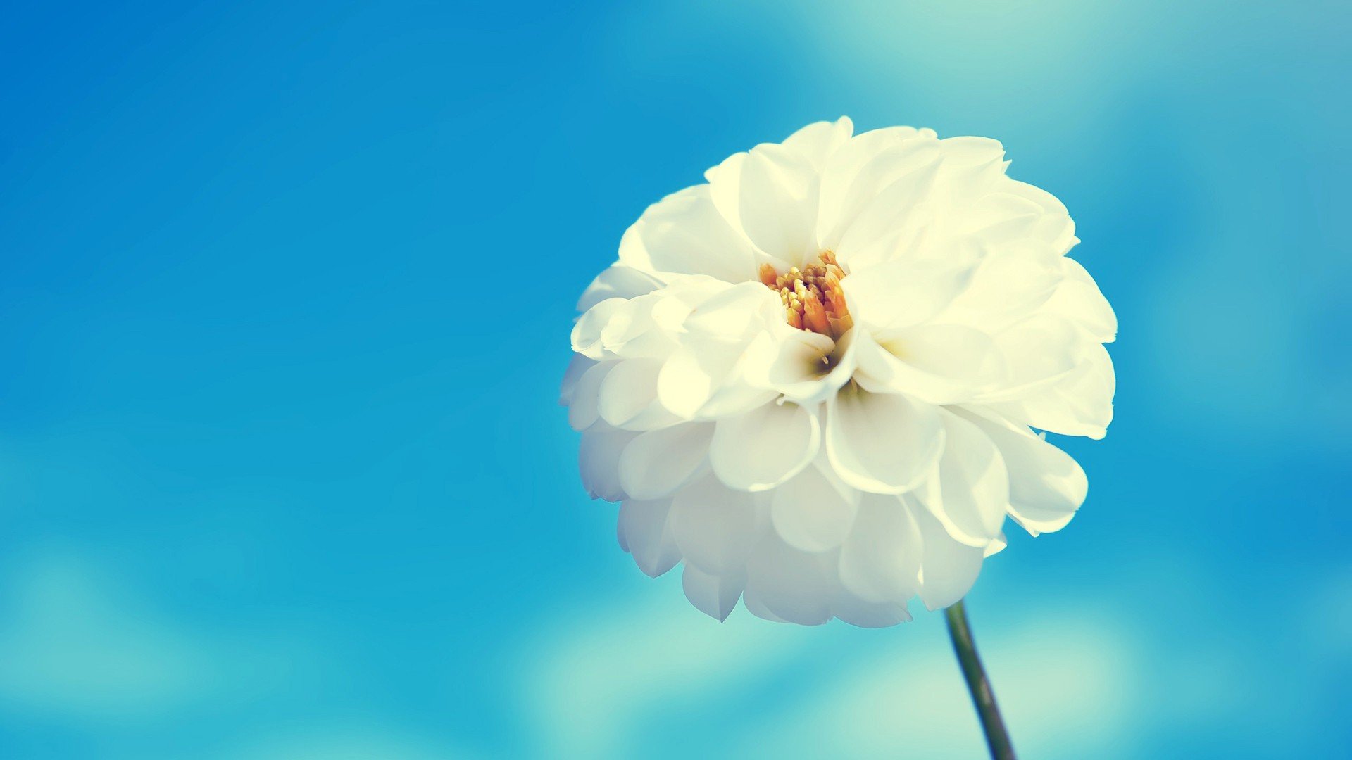 花朵,蓝天,宁静,温馨,小清新,唯美