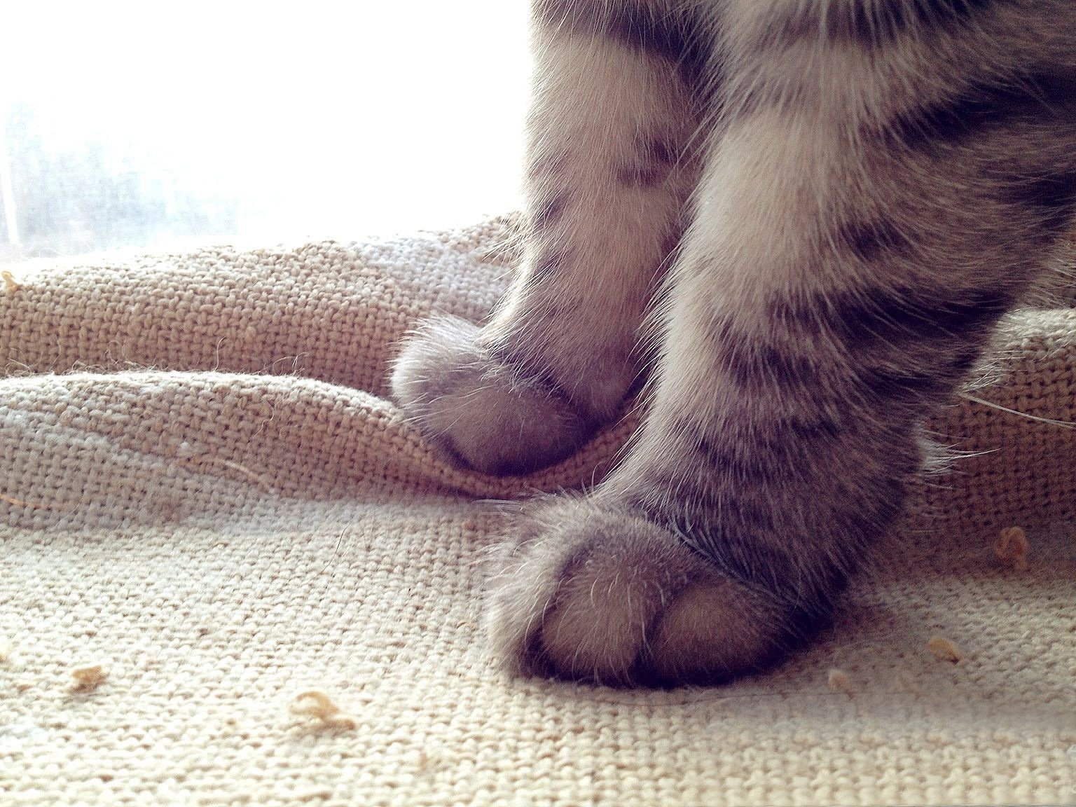 动物,萌宠,喵星人,猫咪,猫爪