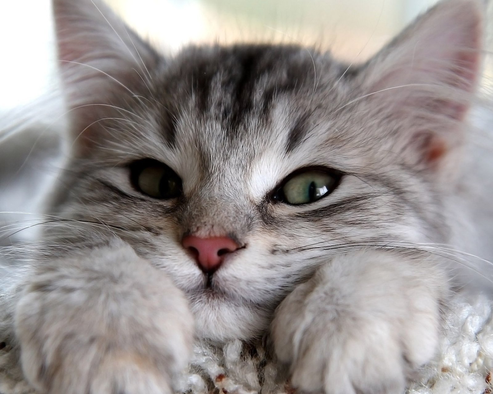 萌宠,动物,可爱,卖萌,猫咪,喵星人