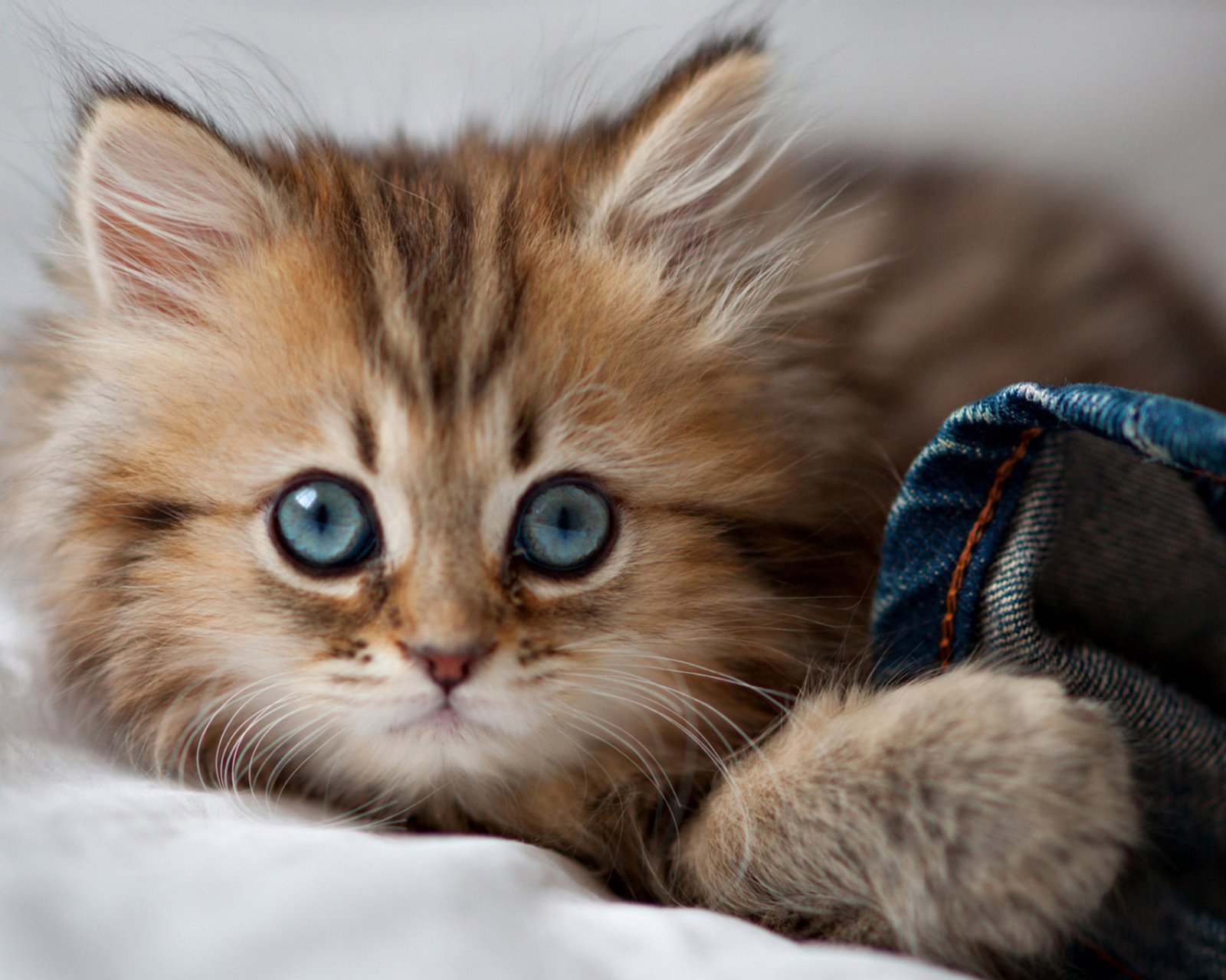 萌宠,动物,可爱,卖萌,猫咪,喵星人