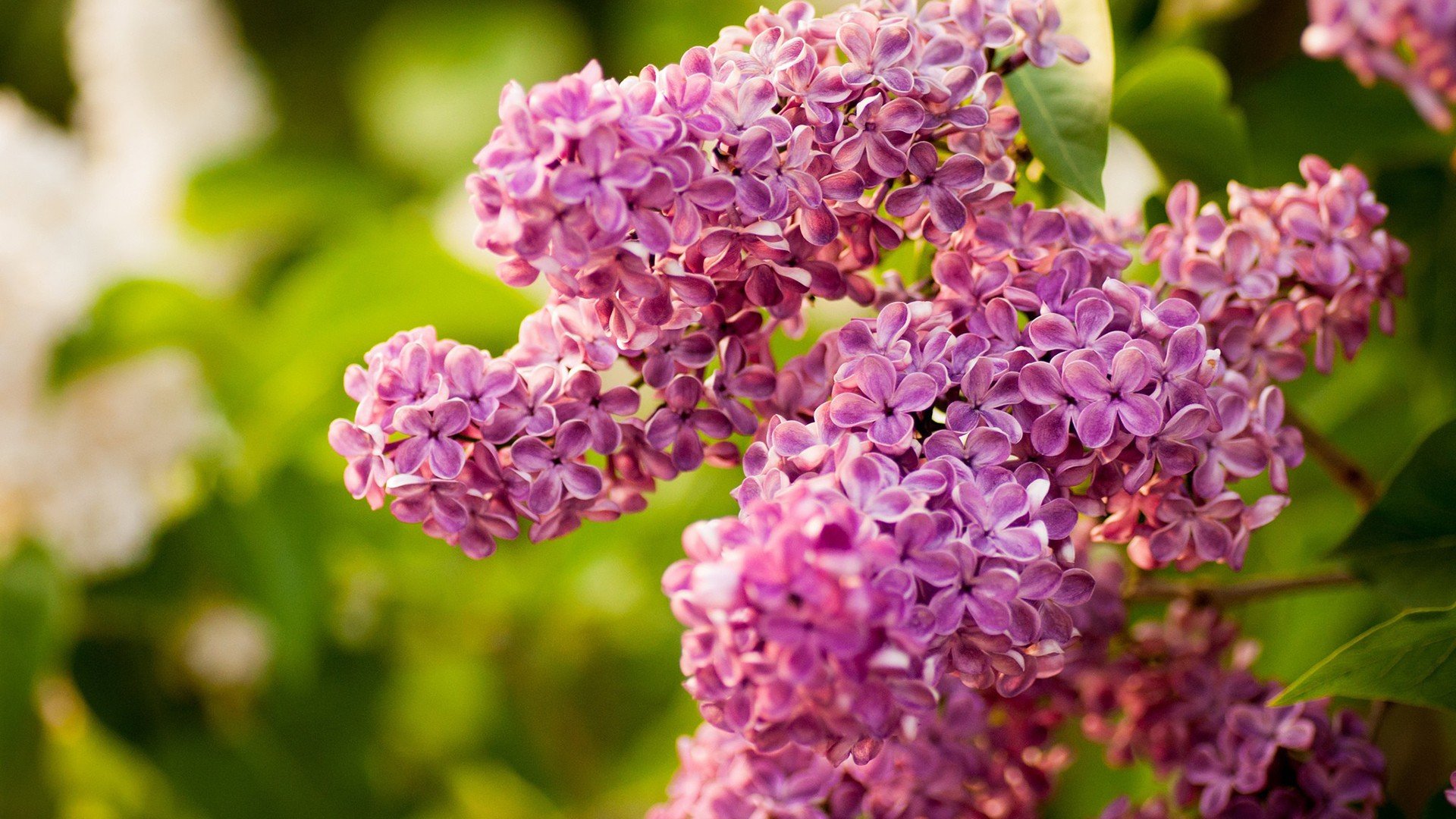 小清新,温暖,干净,安静,唯美,静物,物语,时光,花,清新淡雅,鸟语花香