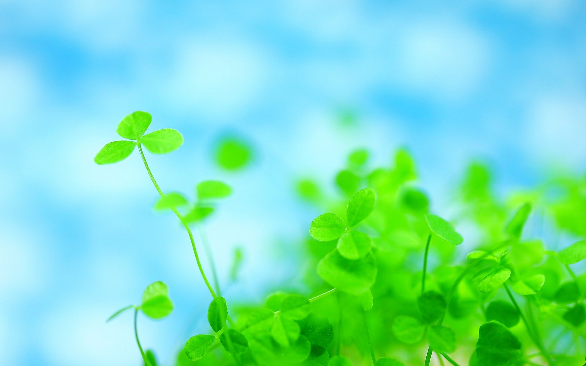 小清新,唯美,温馨,安静,绿色养眼,植物