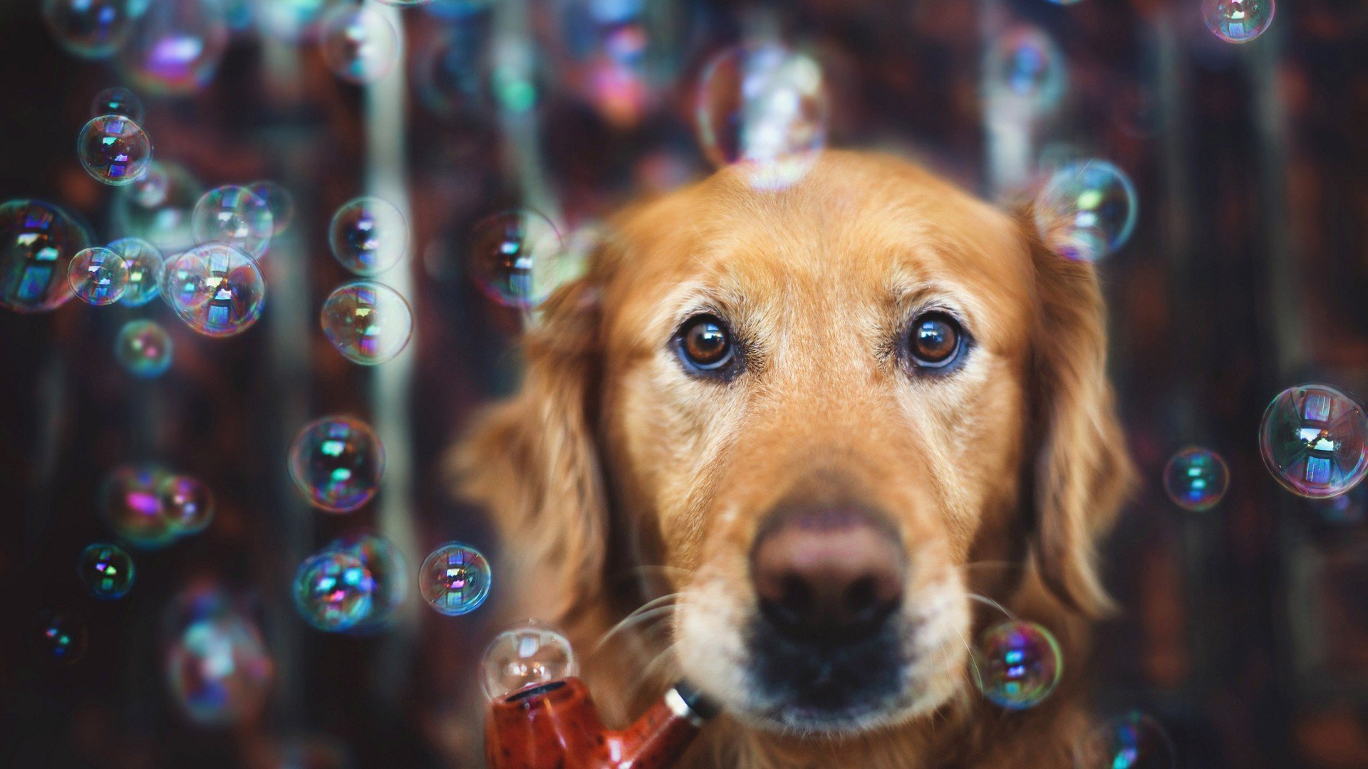 萌宠,动物,可爱,卖萌,狗,汪星人