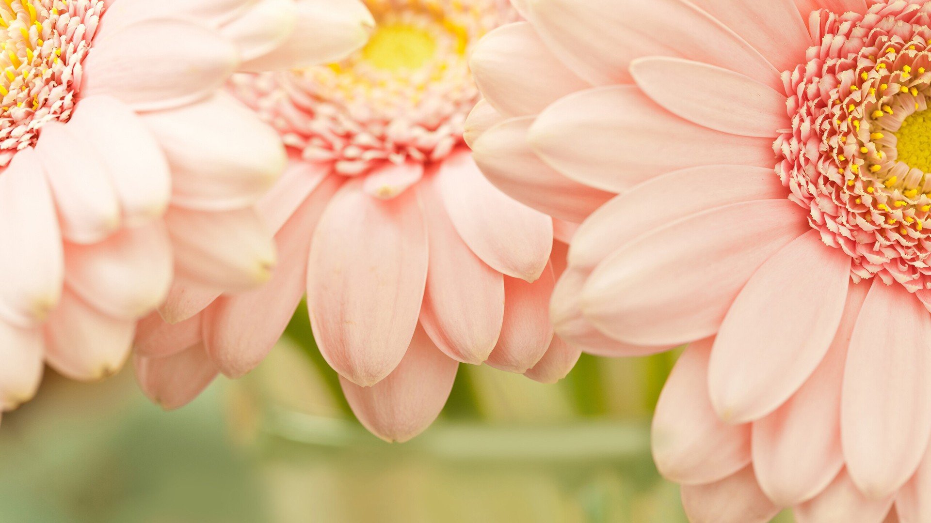 小清新,唯美,静物写真,温馨,物语,回忆,花