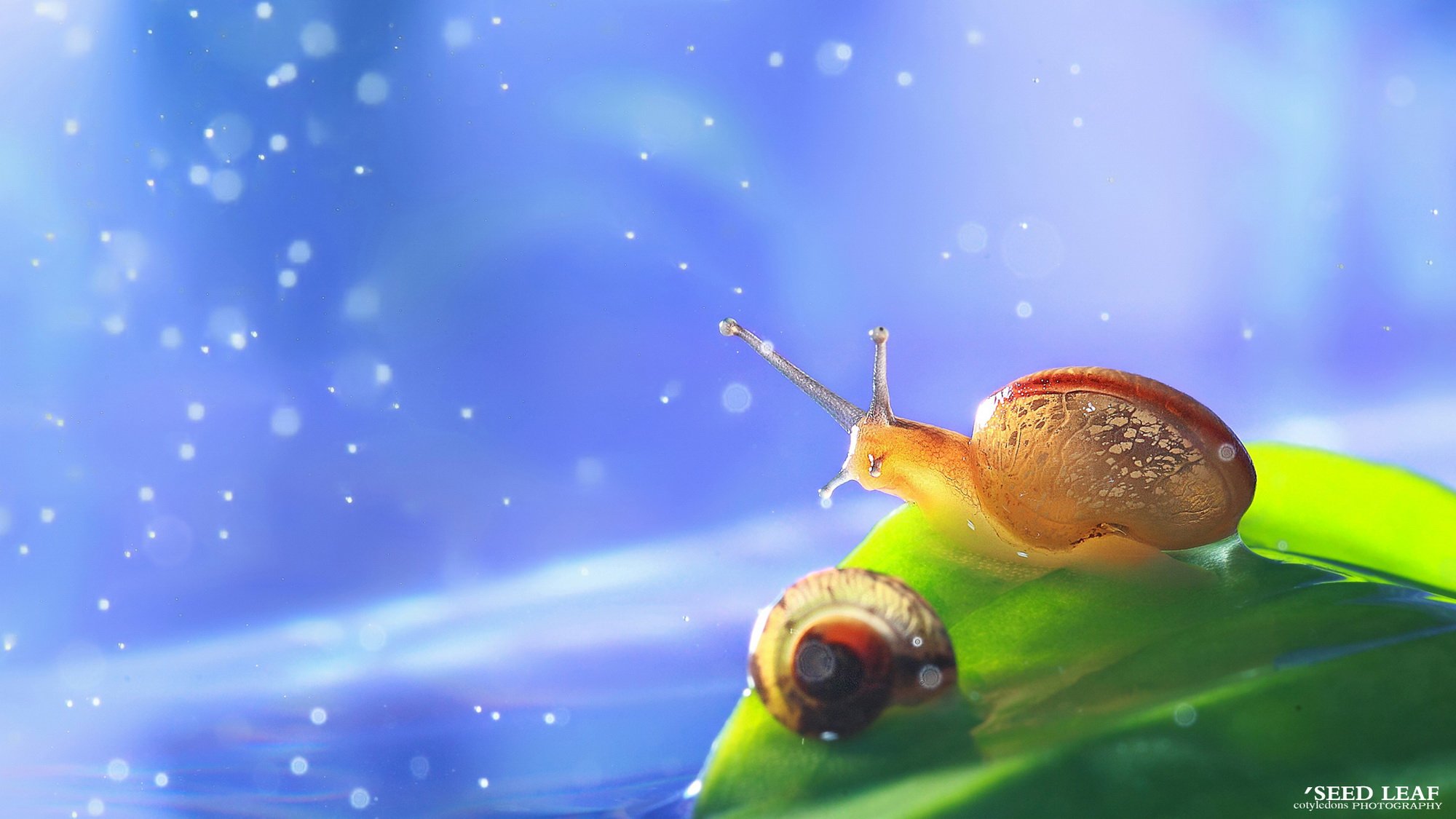 Seed,leaf摄影-蜗牛梦幻記,@SeedLeaf