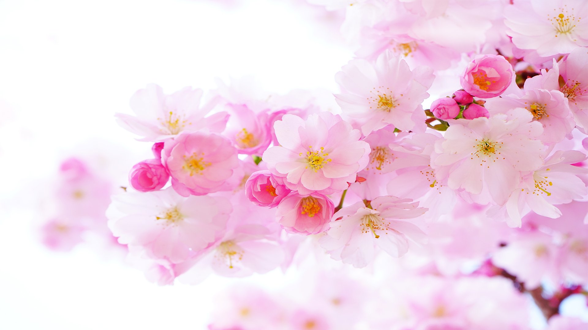 小清新,唯美,花朵,娇艳欲滴,鸟语花香