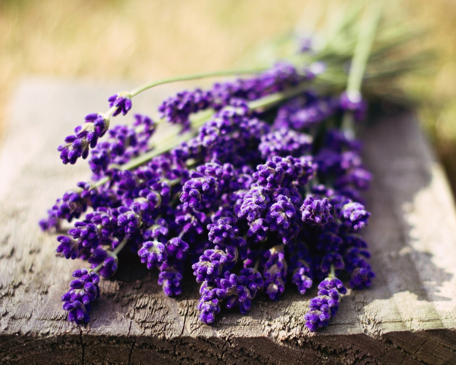 小清新,唯美,薰衣草,风景,植物,等待爱情,紫色