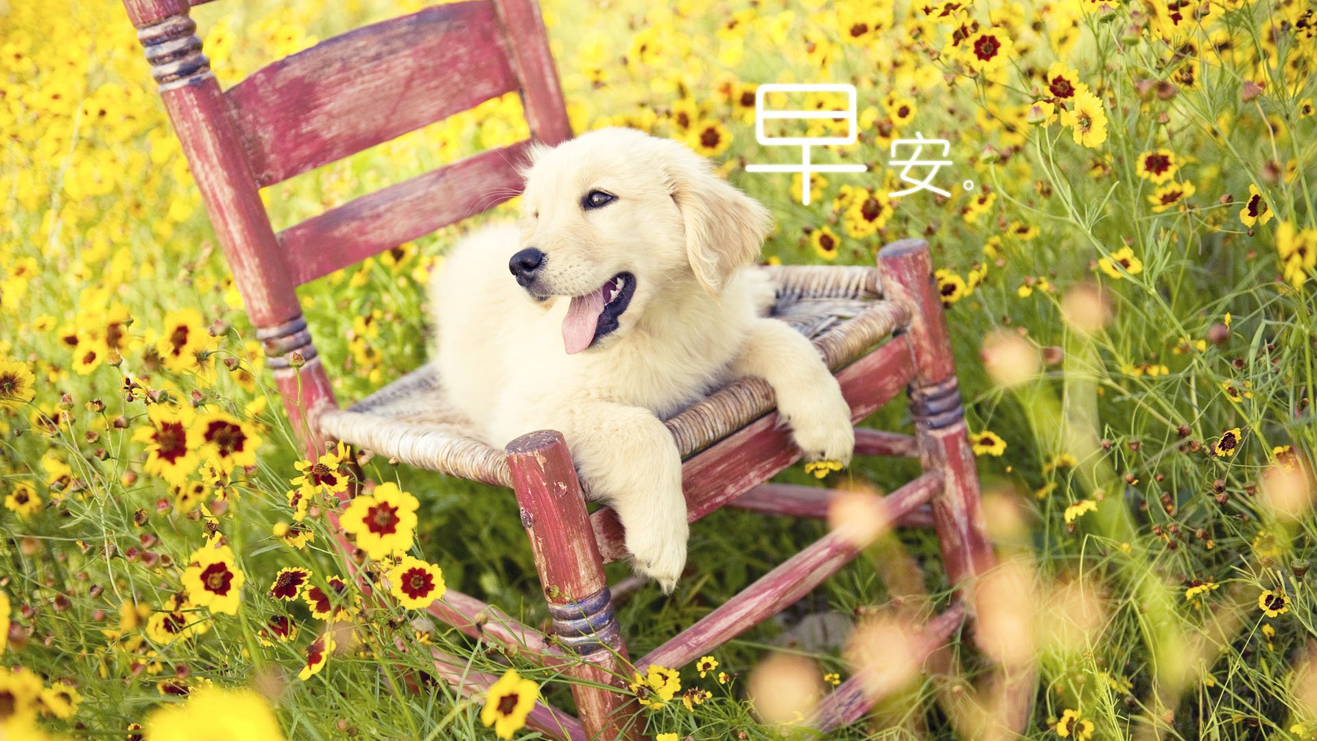 小清新,唯美,早安,温暖,温馨,幸福,狗狗,汪星人