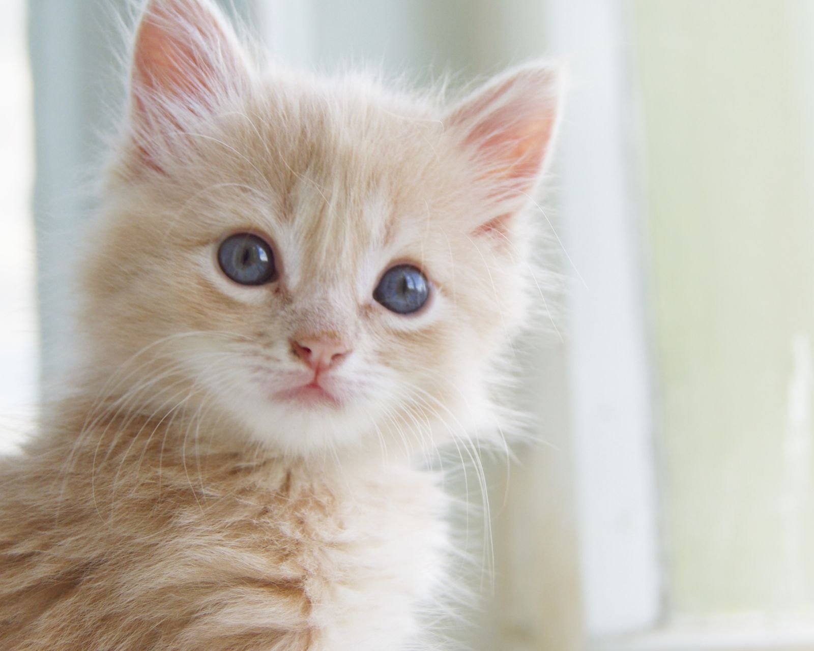 萌宠,动物,可爱,卖萌,猫咪,喵星人