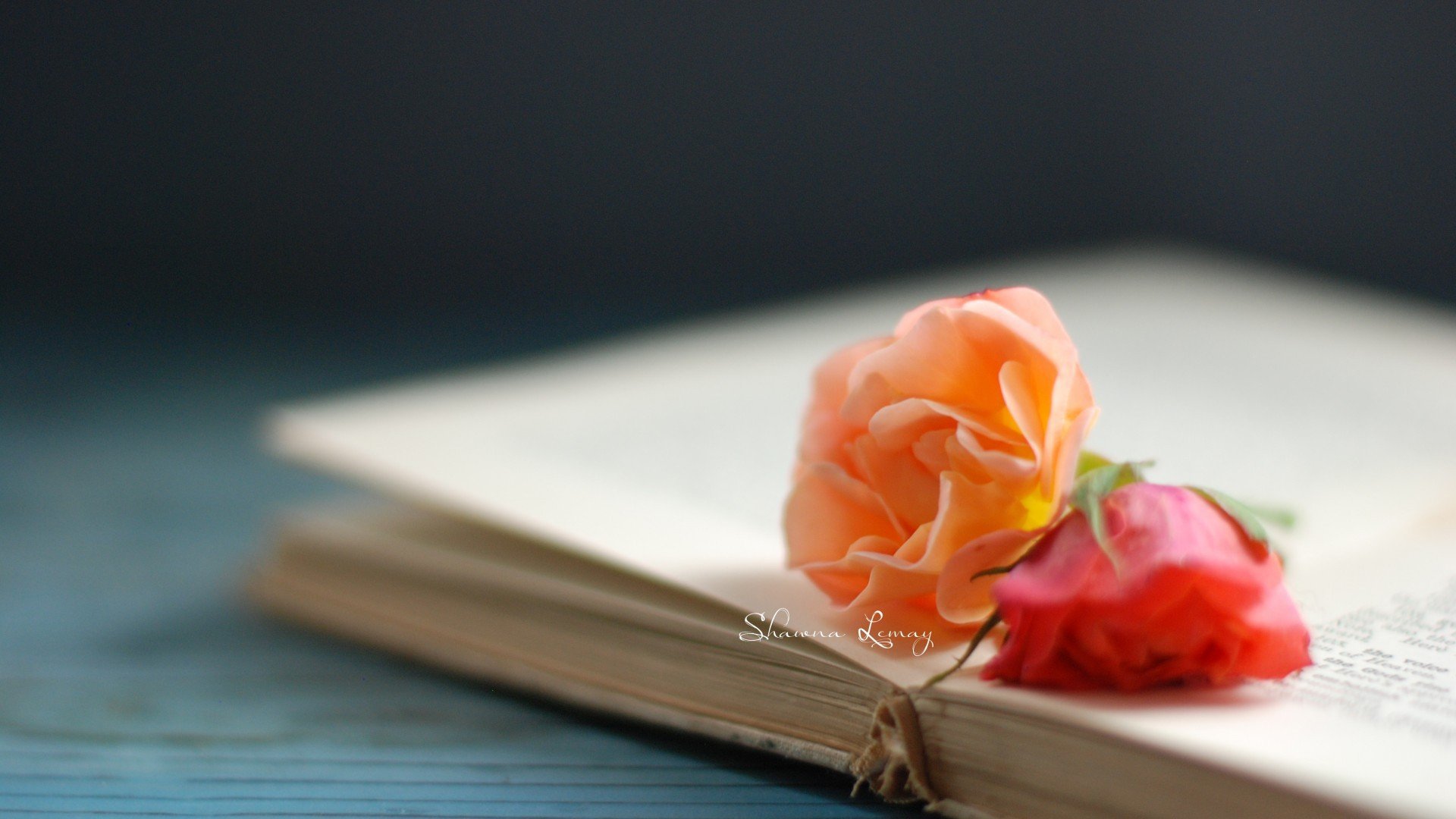 小清新,温暖,干净,安静,温馨,唯美,静物,物语,书,花