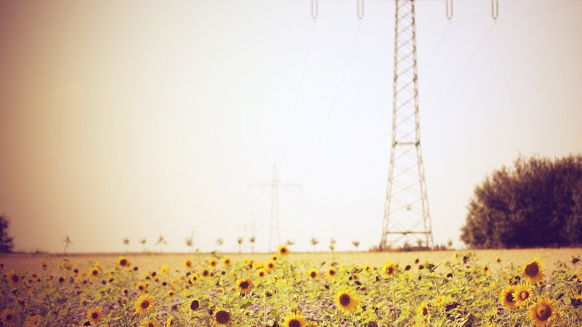 风景,自然风光,意境,炎炎夏日,向阳花,太阳花,黄昏