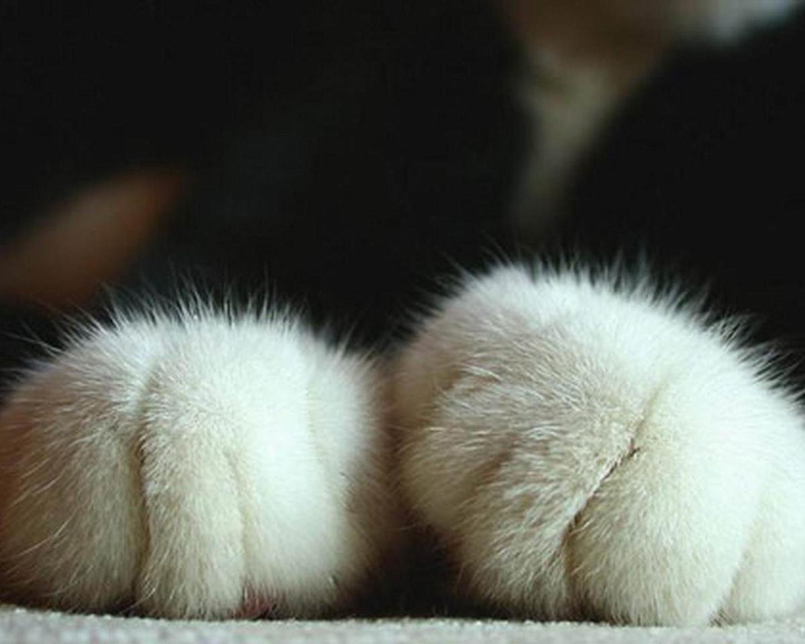 动物,萌宠,喵星人,猫咪,猫爪