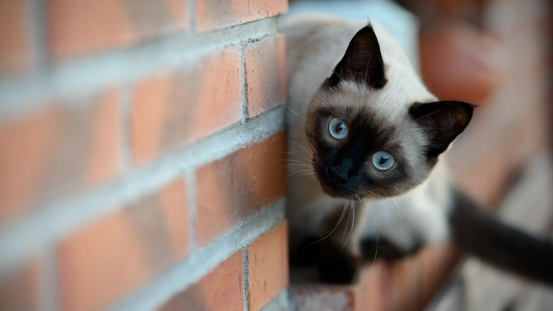 萌宠,动物,可爱,卖萌,猫咪,喵星人