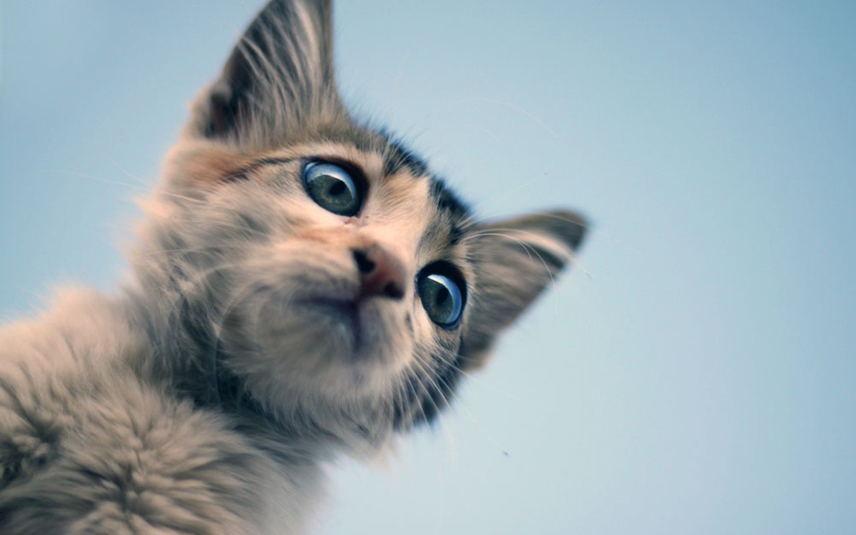 萌宠,动物,可爱,卖萌,猫咪,喵星人