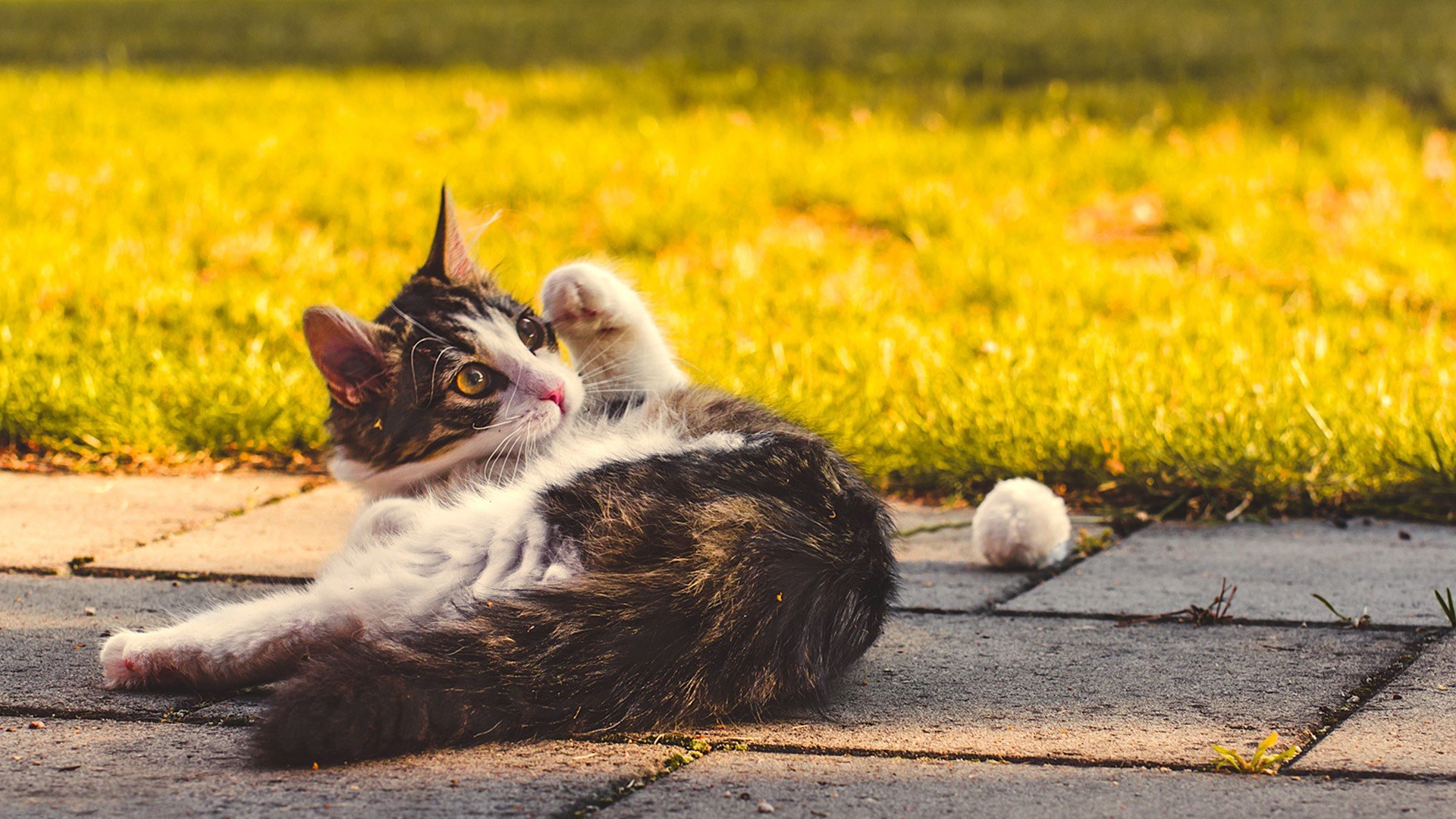 萌宠,动物,可爱,卖萌,猫咪,喵星人