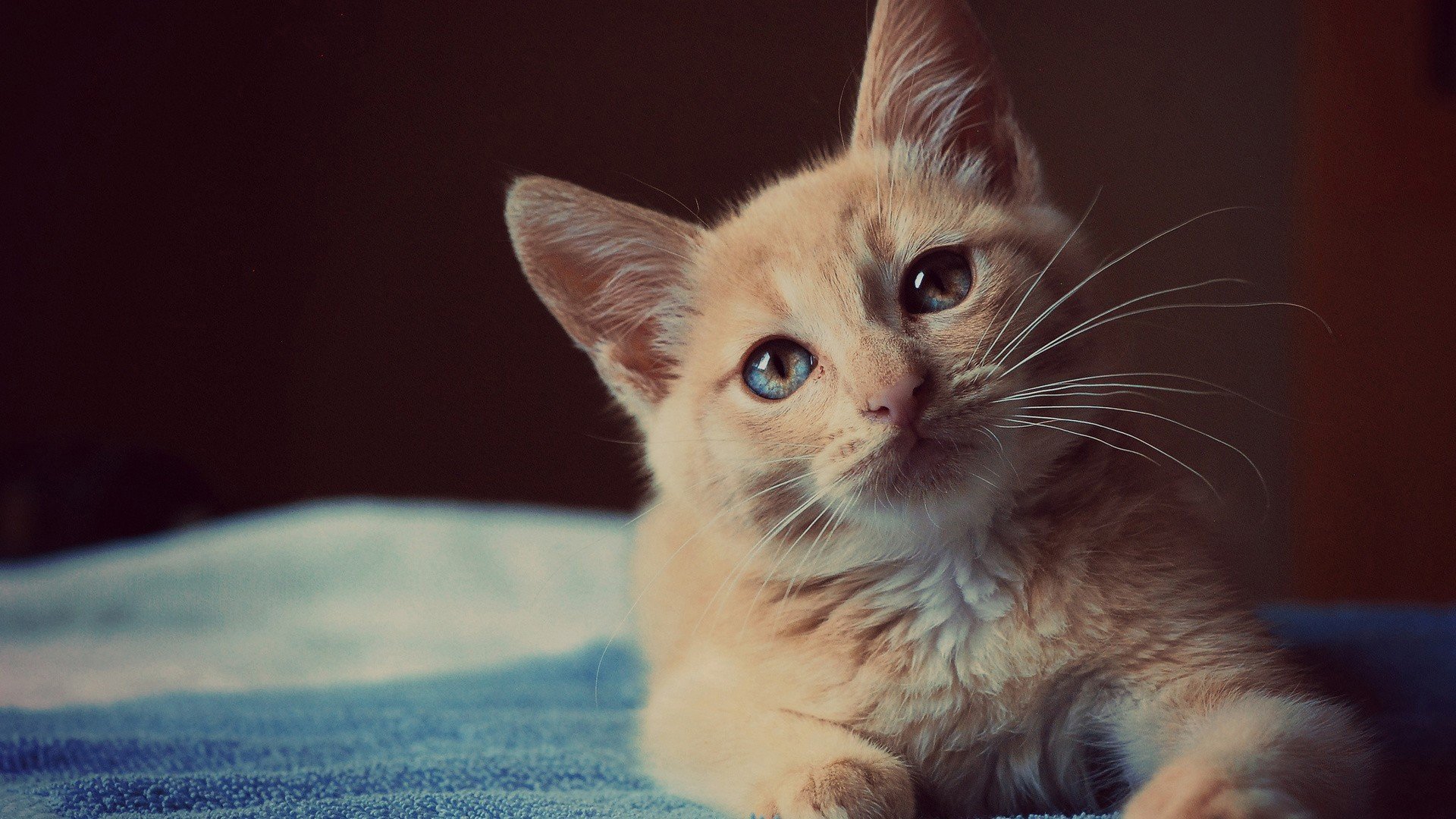 萌宠,动物,可爱,卖萌,猫咪,喵星人