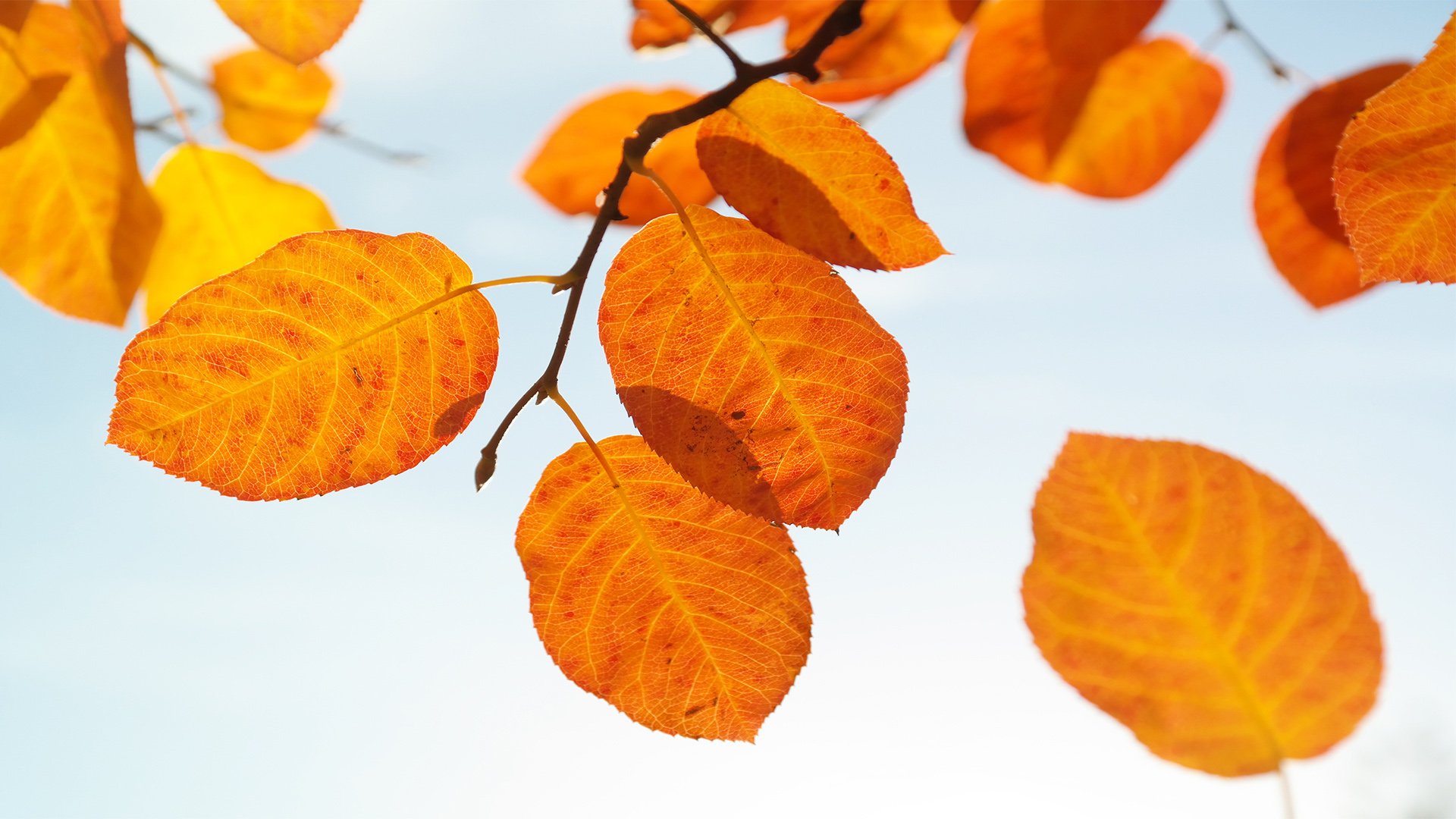 风景,自然风光,意境叶子,秋天