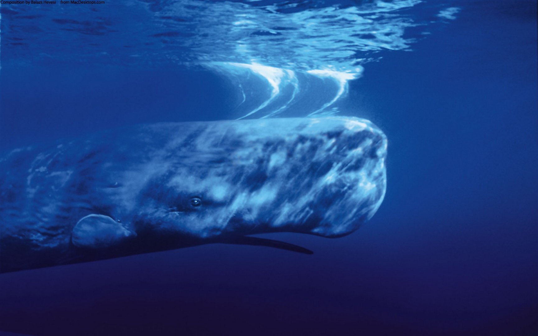 动物,海底世界,海洋生物