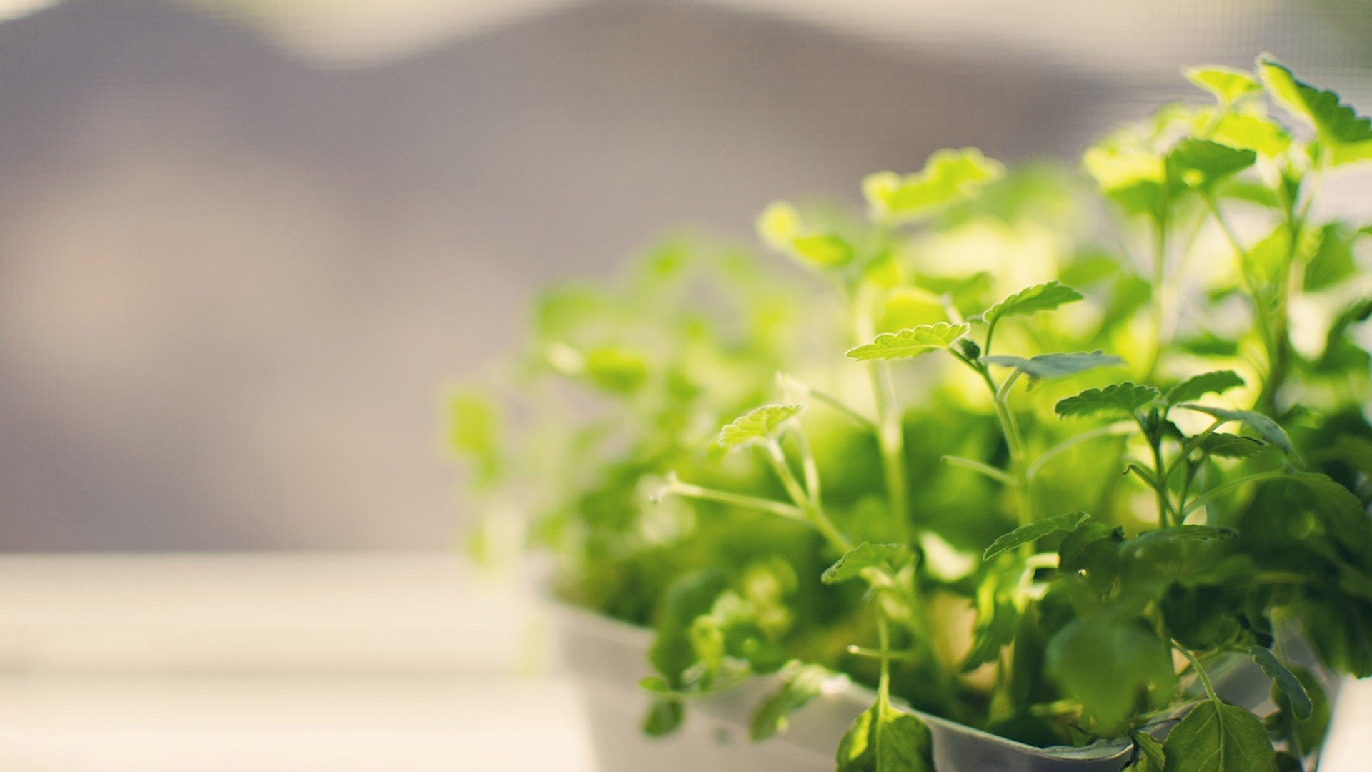 小清新,唯美,温馨,安静,绿色养眼,植物