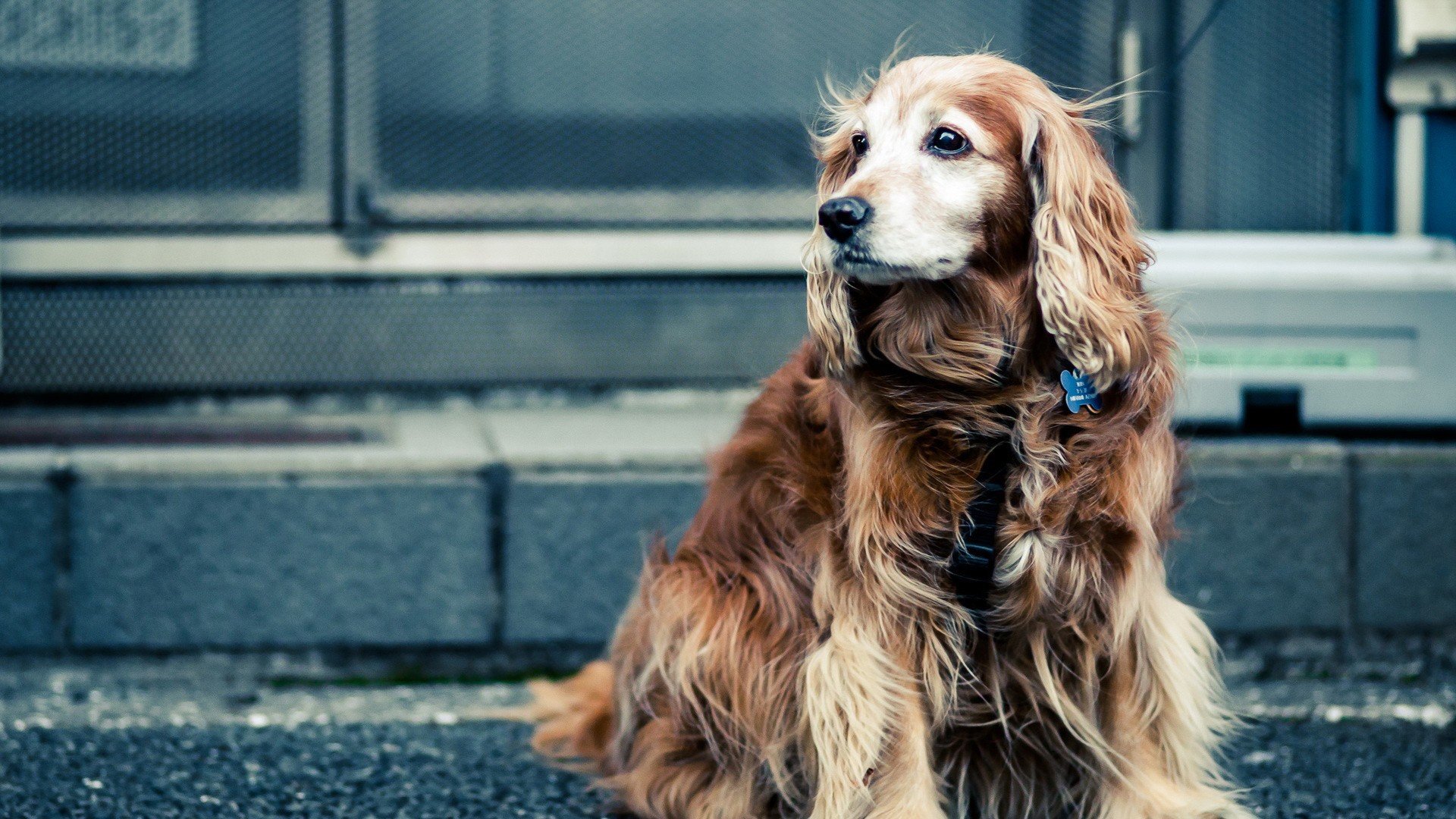 萌宠,动物,可爱,卖萌,狗,汪星人