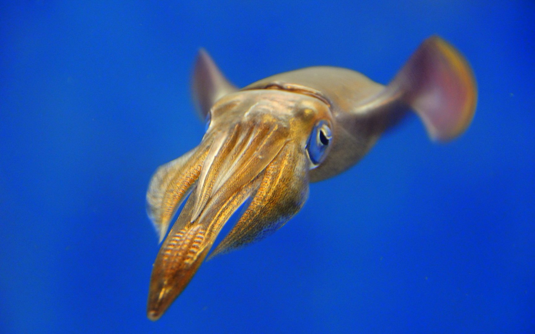 动物,海底世界,海洋生物