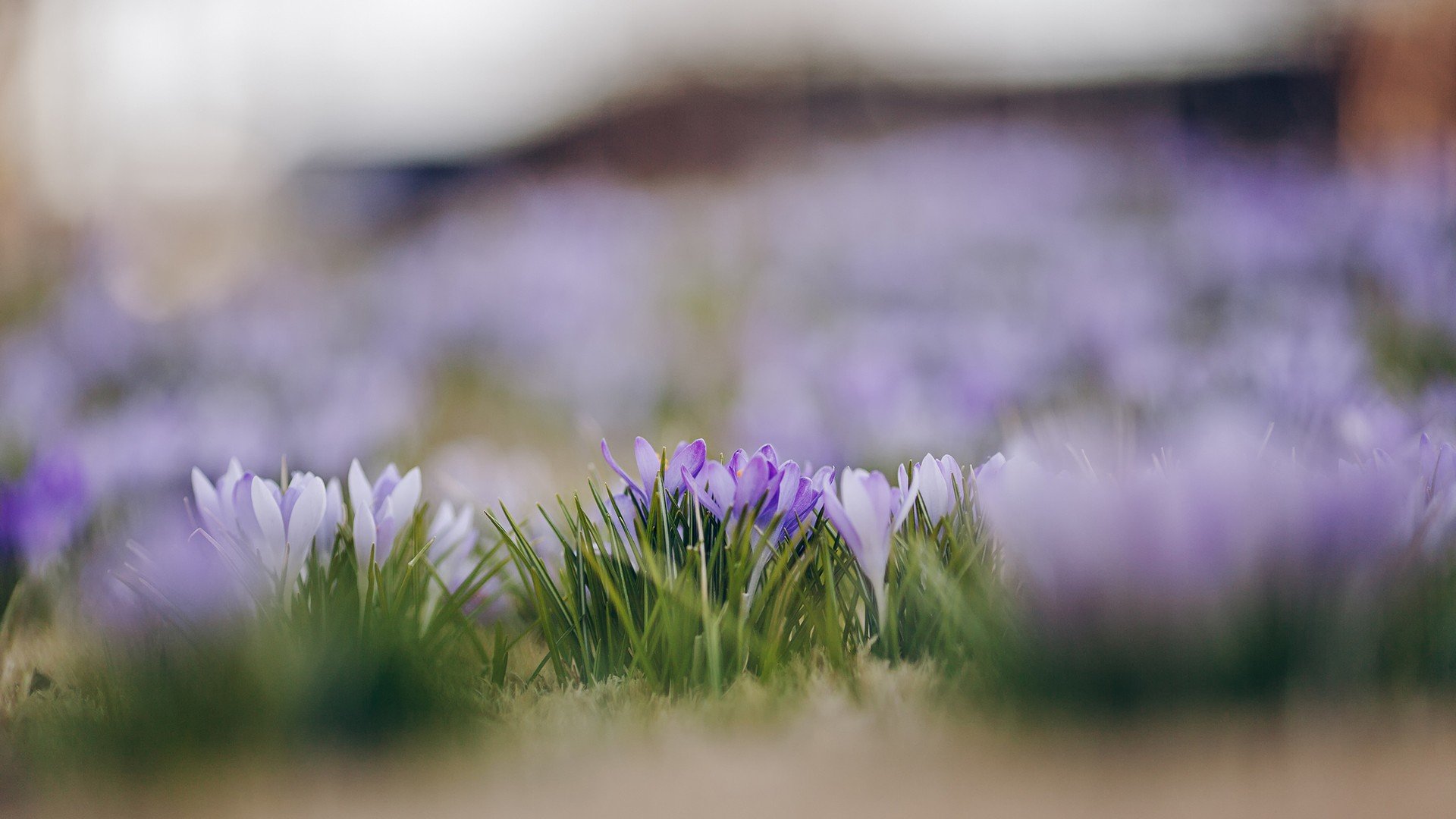 小清新,温暖,干净,安静,唯美,静物,物语,时光,花,清新淡雅,鸟语花香