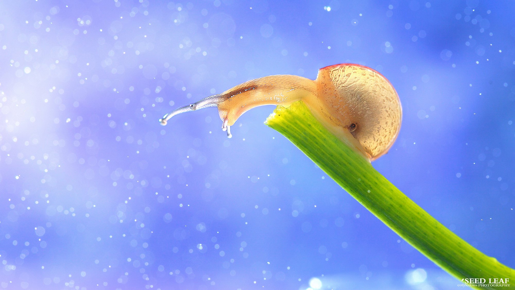 Seed,leaf摄影-蜗牛梦幻記,@SeedLeaf