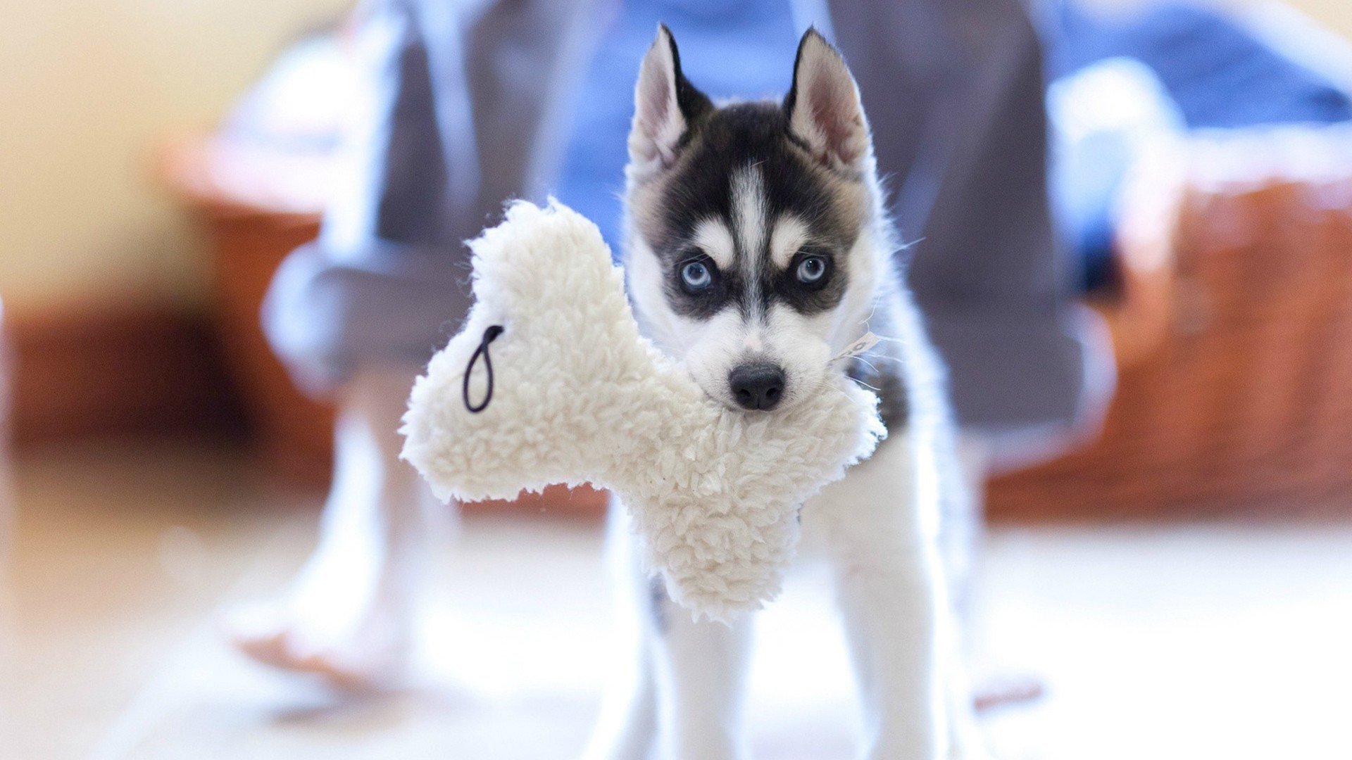 萌宠,动物,可爱,卖萌,哈士奇,狗,汪星人