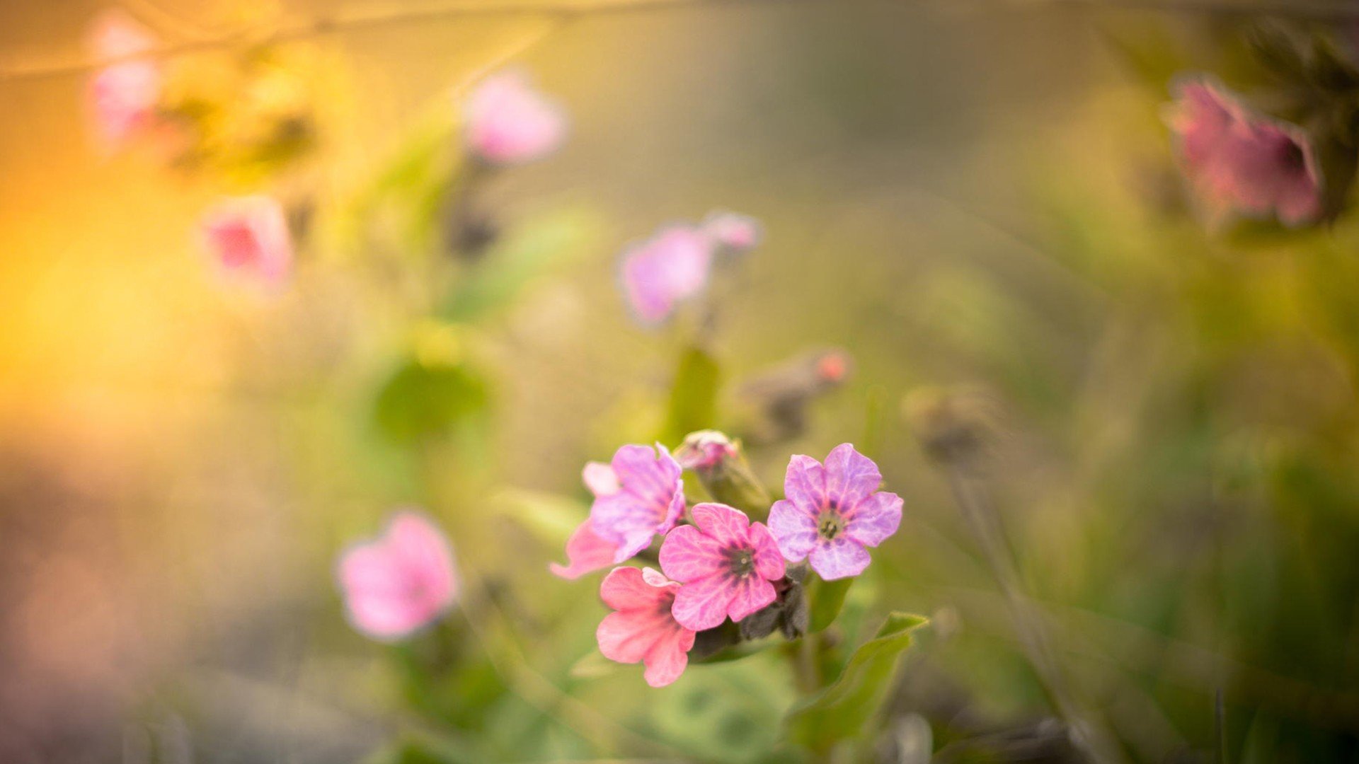 小清新,温暖,干净,安静,唯美,静物,物语,时光,花,清新淡雅,鸟语花香