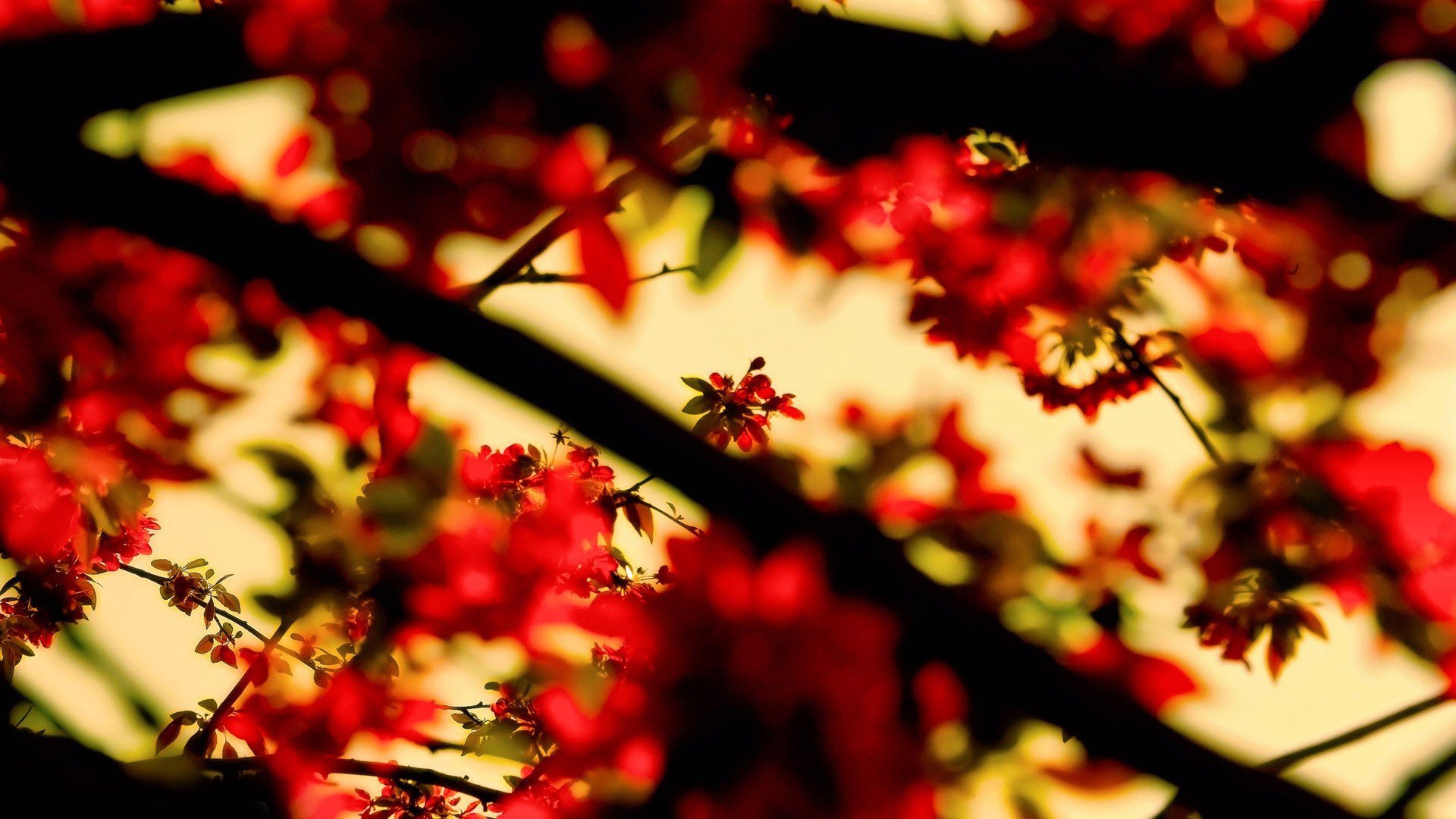 风景,自然风光,花朵,唯美,意境