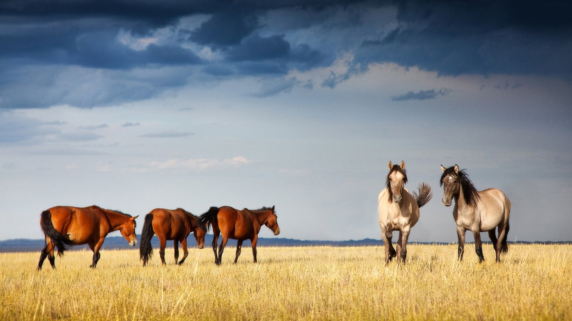 动物,野生动物,马,野马,草原