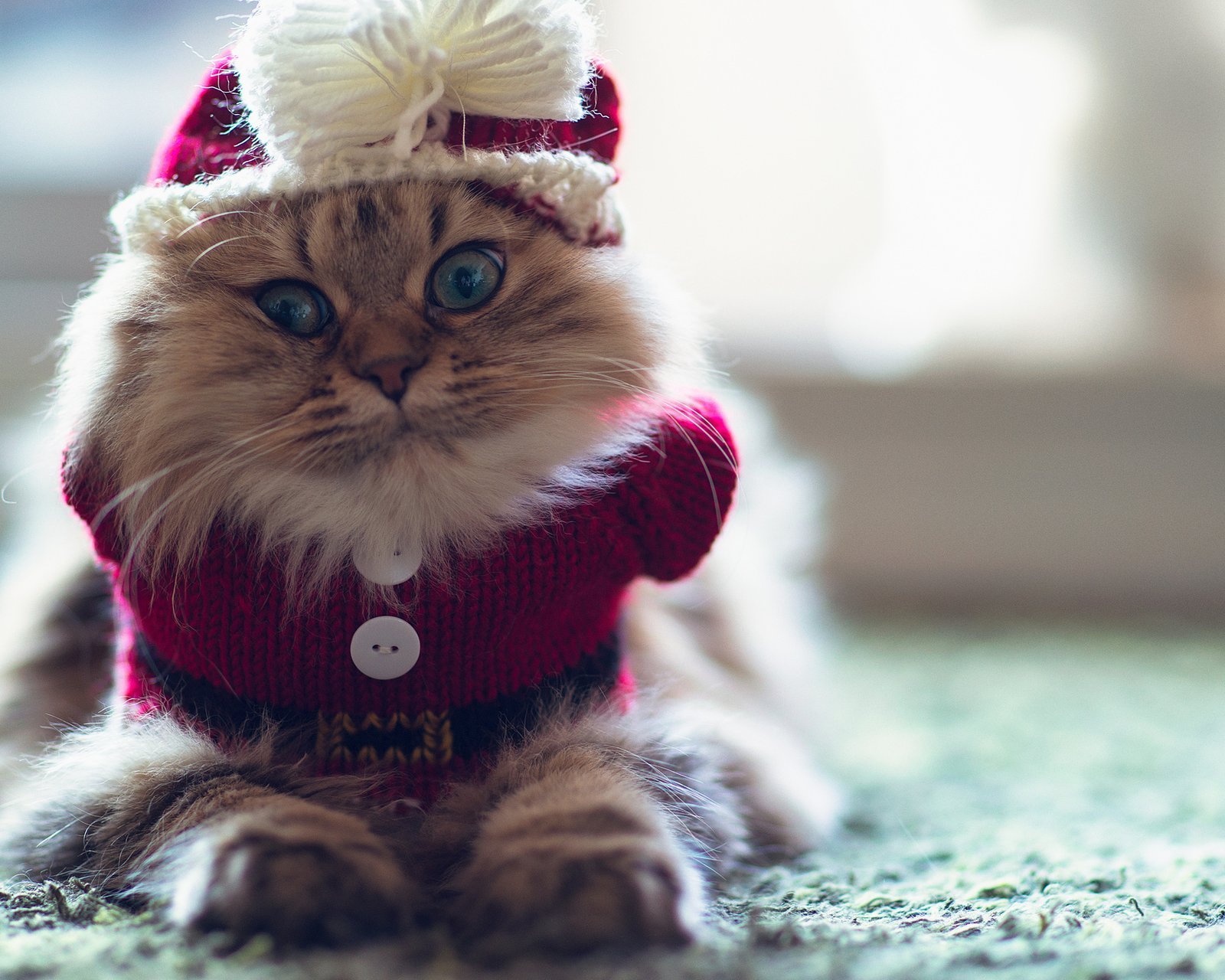 萌宠,动物,可爱,卖萌,猫咪,喵星人