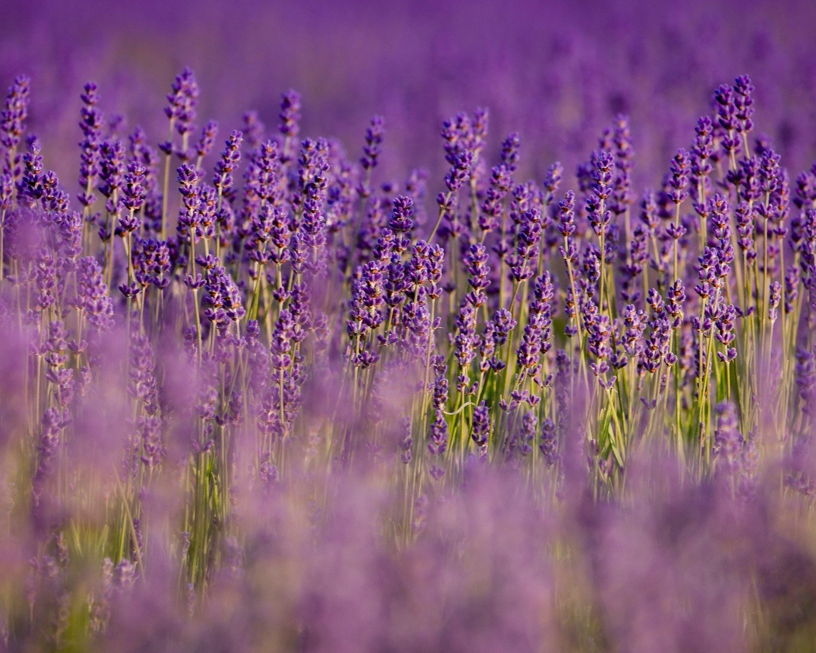 小清新,唯美,薰衣草,风景,植物,等待爱情,紫色