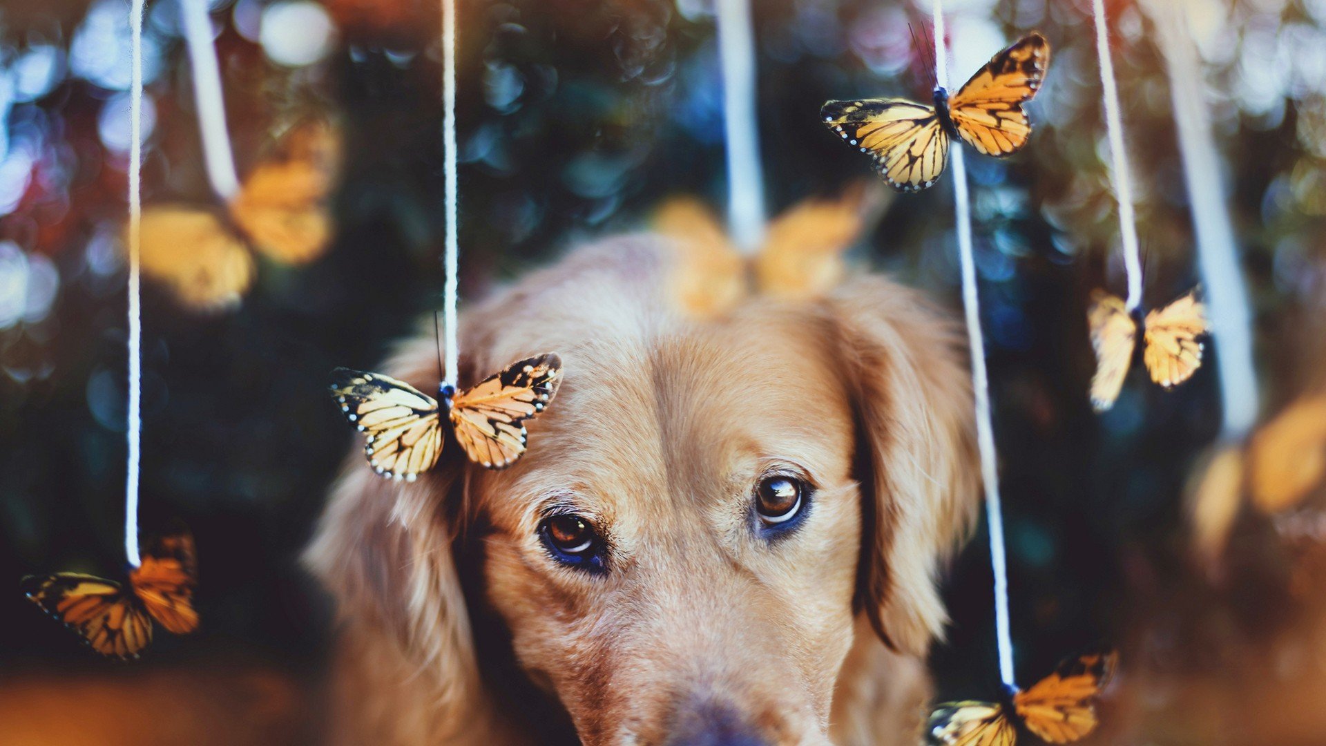 萌宠,动物,可爱,卖萌,狗,汪星人