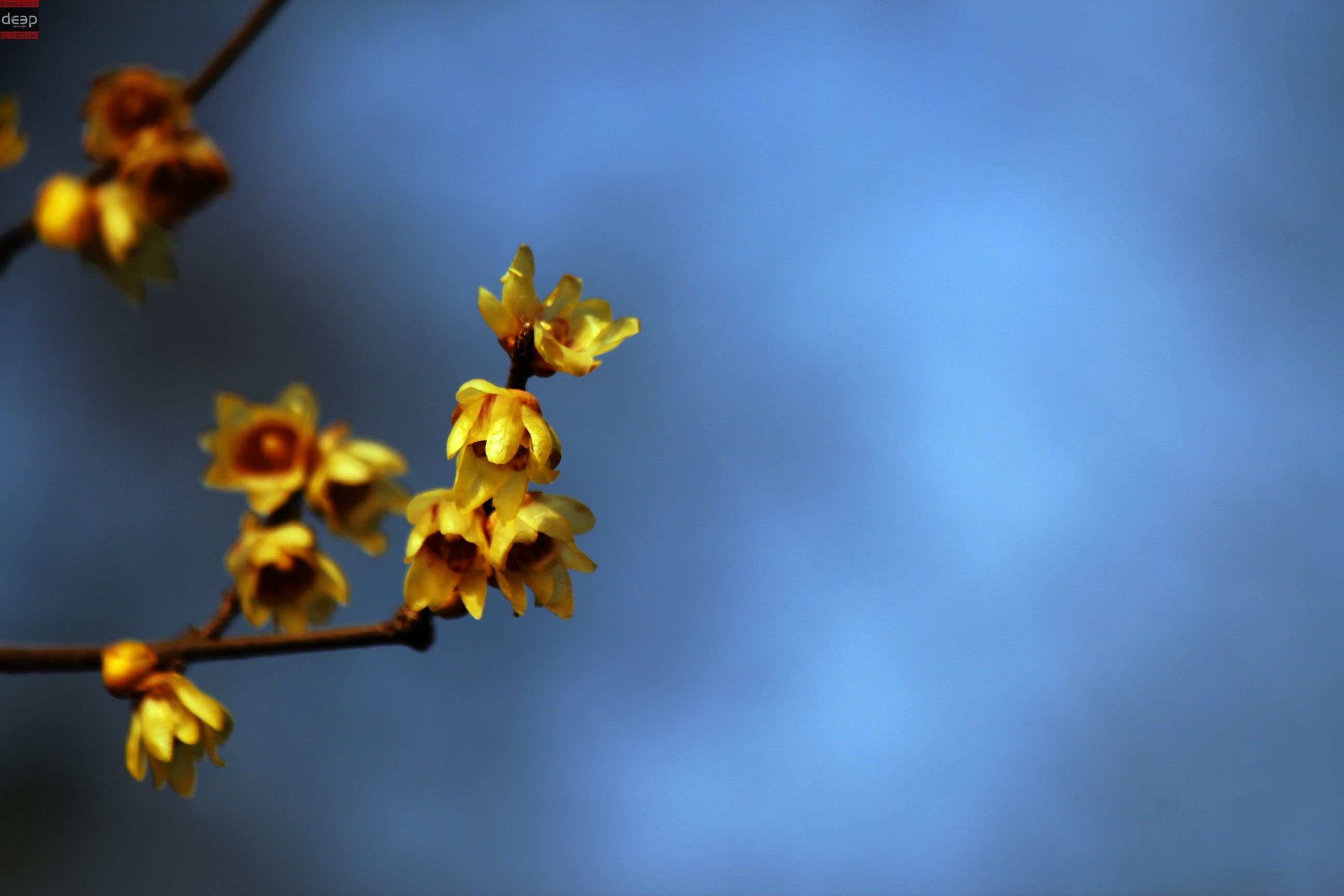 小清新,唯美,花,植物