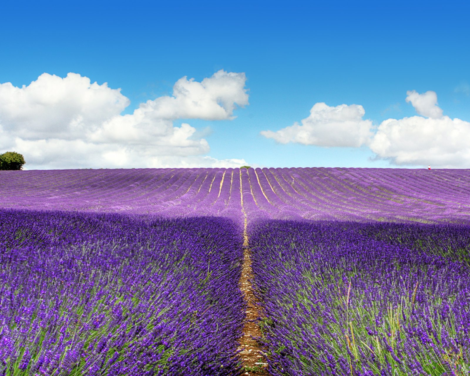 小清新,唯美,薰衣草,风景,植物,等待爱情,紫色