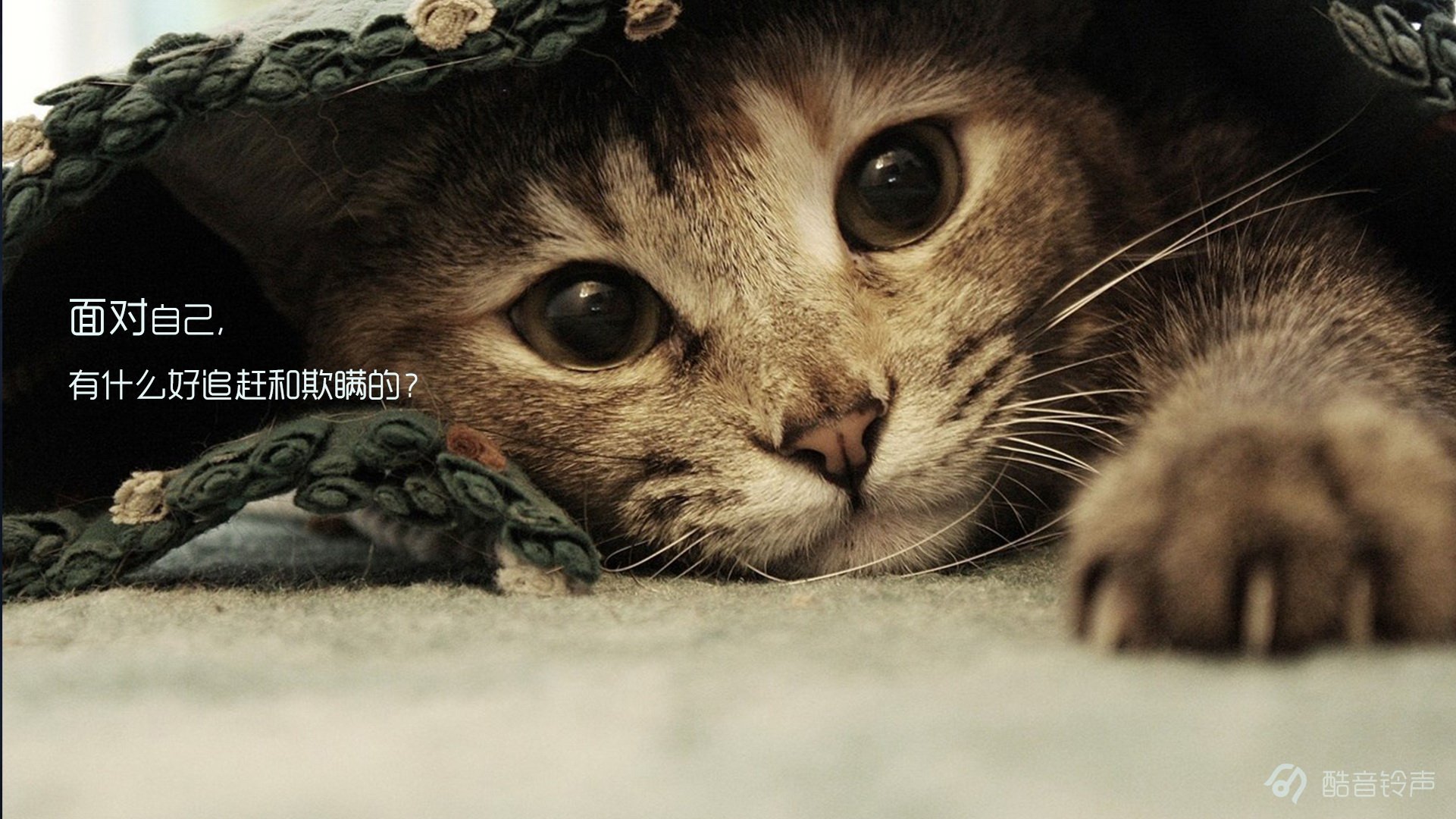 喵星人,萌宠,宠物,猫